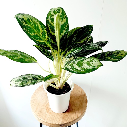 アグラオネマ 観葉植物 calm cafe