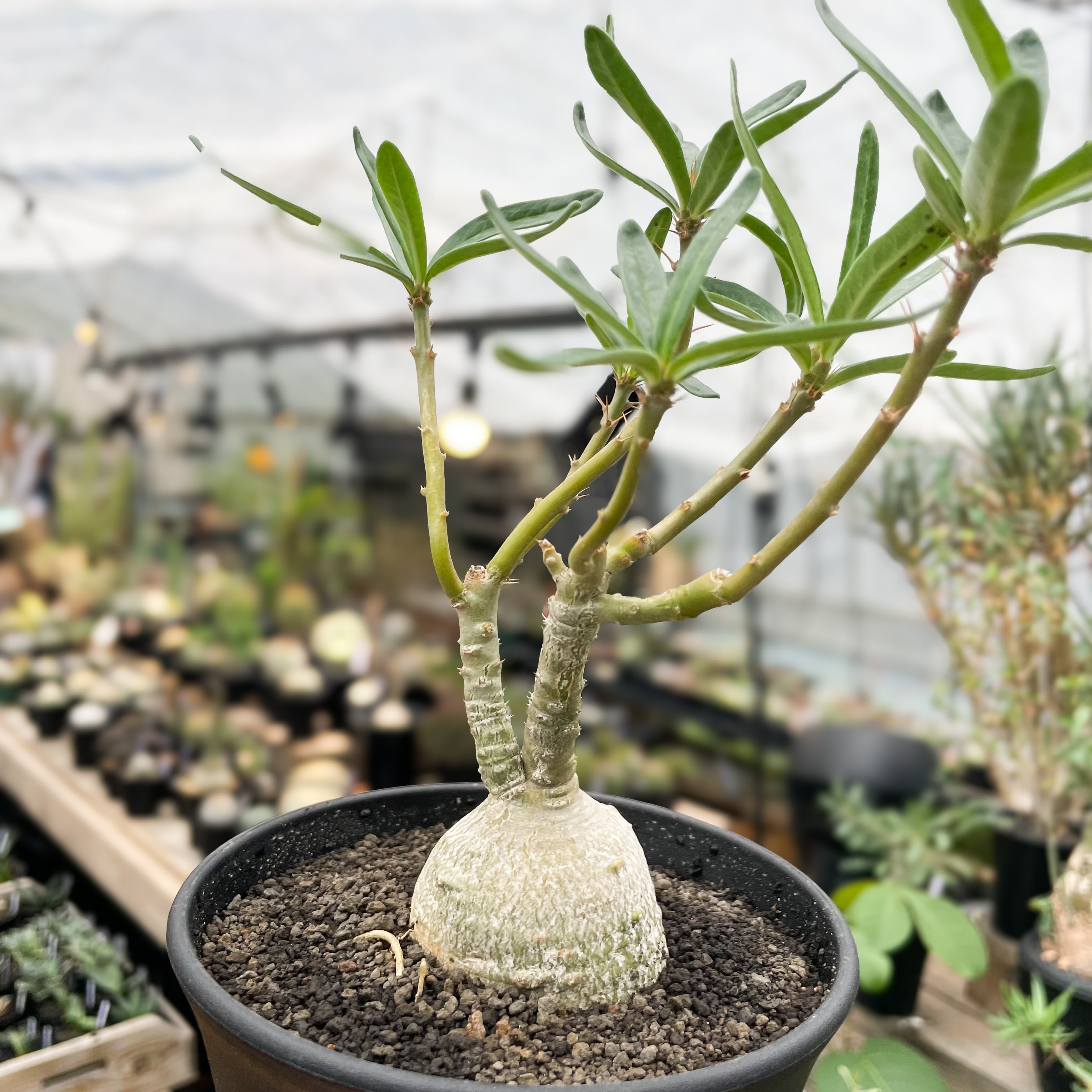 Pachypodium succulentum 【パキポディウム・サキュレンタム