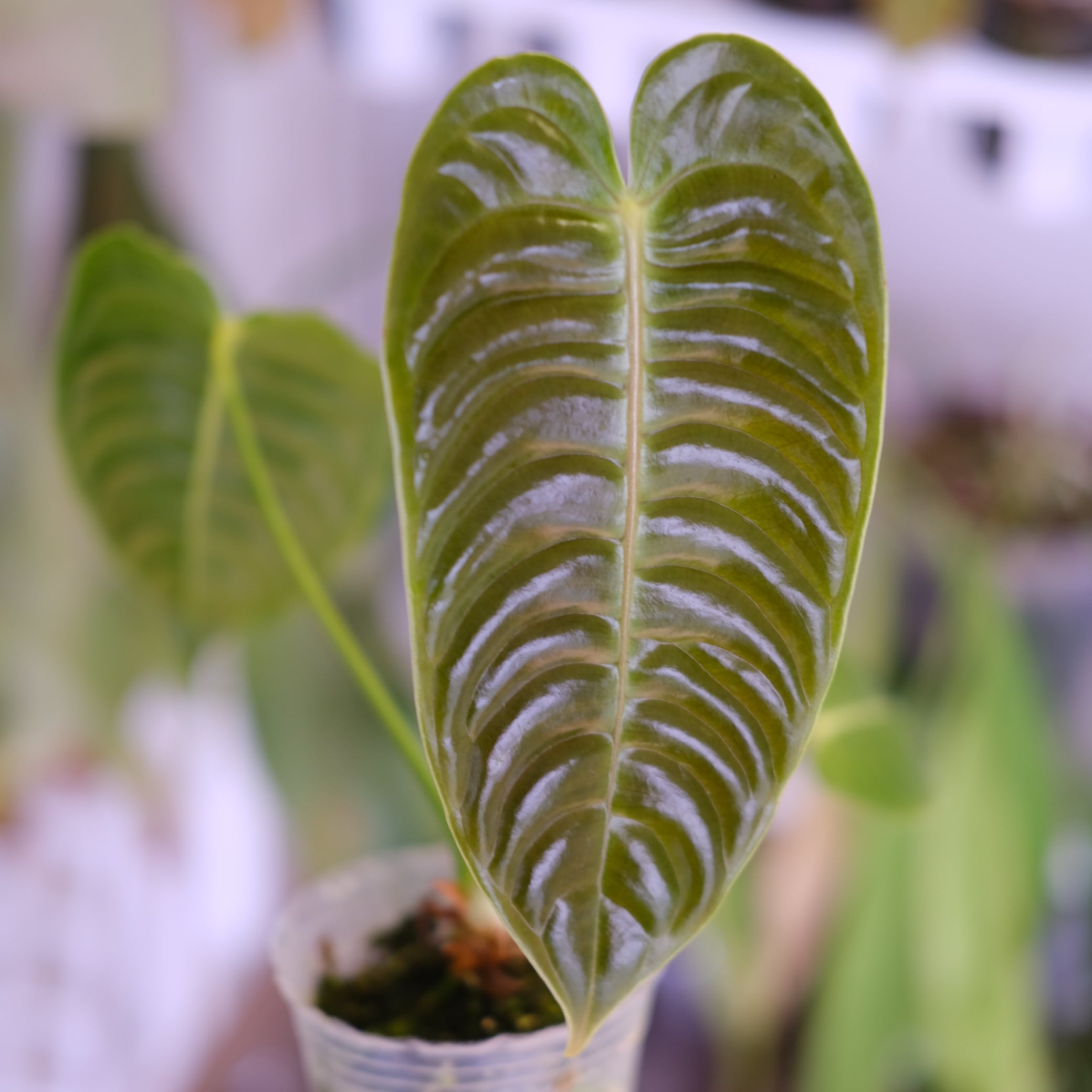 アンスリウム・ベイチー　④ Anthurium 観葉植物 アンスリウム・ベイチー│Anthurium Veitchii④│観葉植物