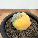 Lophophora williamsii var. decipiens f. variegata【ロフォフォラ・銀冠玉錦】