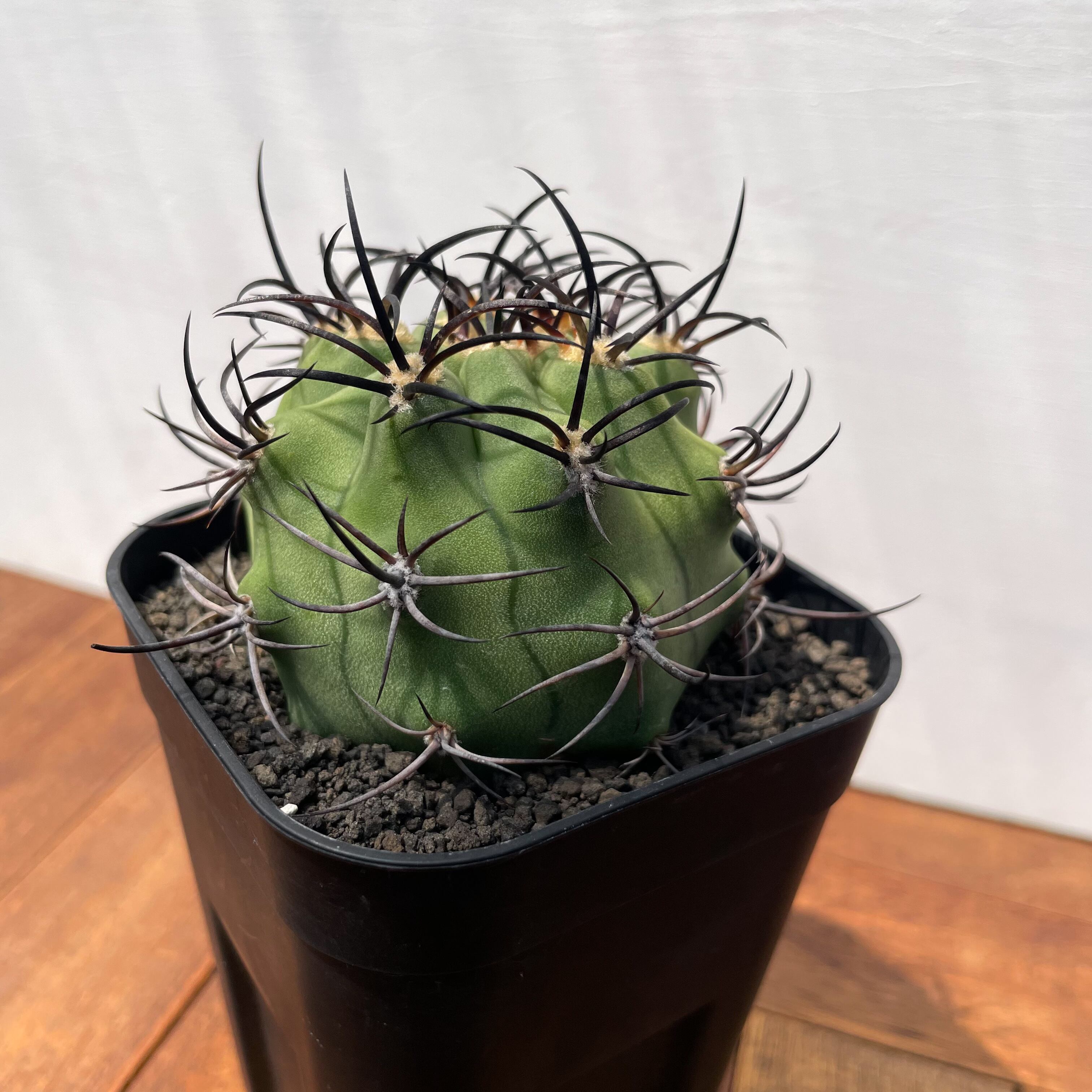 【希少】エリオシケ　ゾリラエンシス　KP-2180 希少】 エリオシケ ゾリラエンシス KP-2180 サボテン 観葉植物