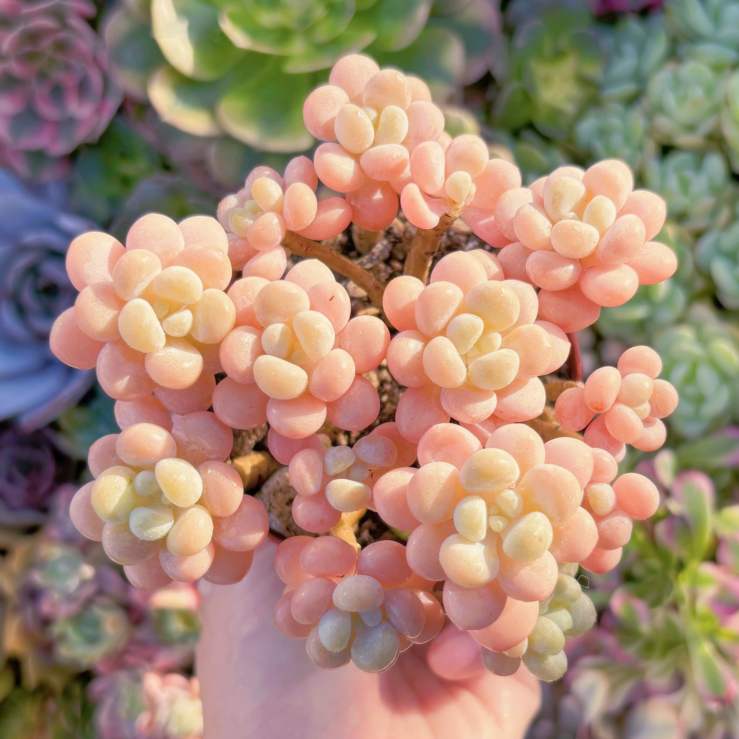 現品　丸葉ストロベリーミルク#K041　群生　るる農園