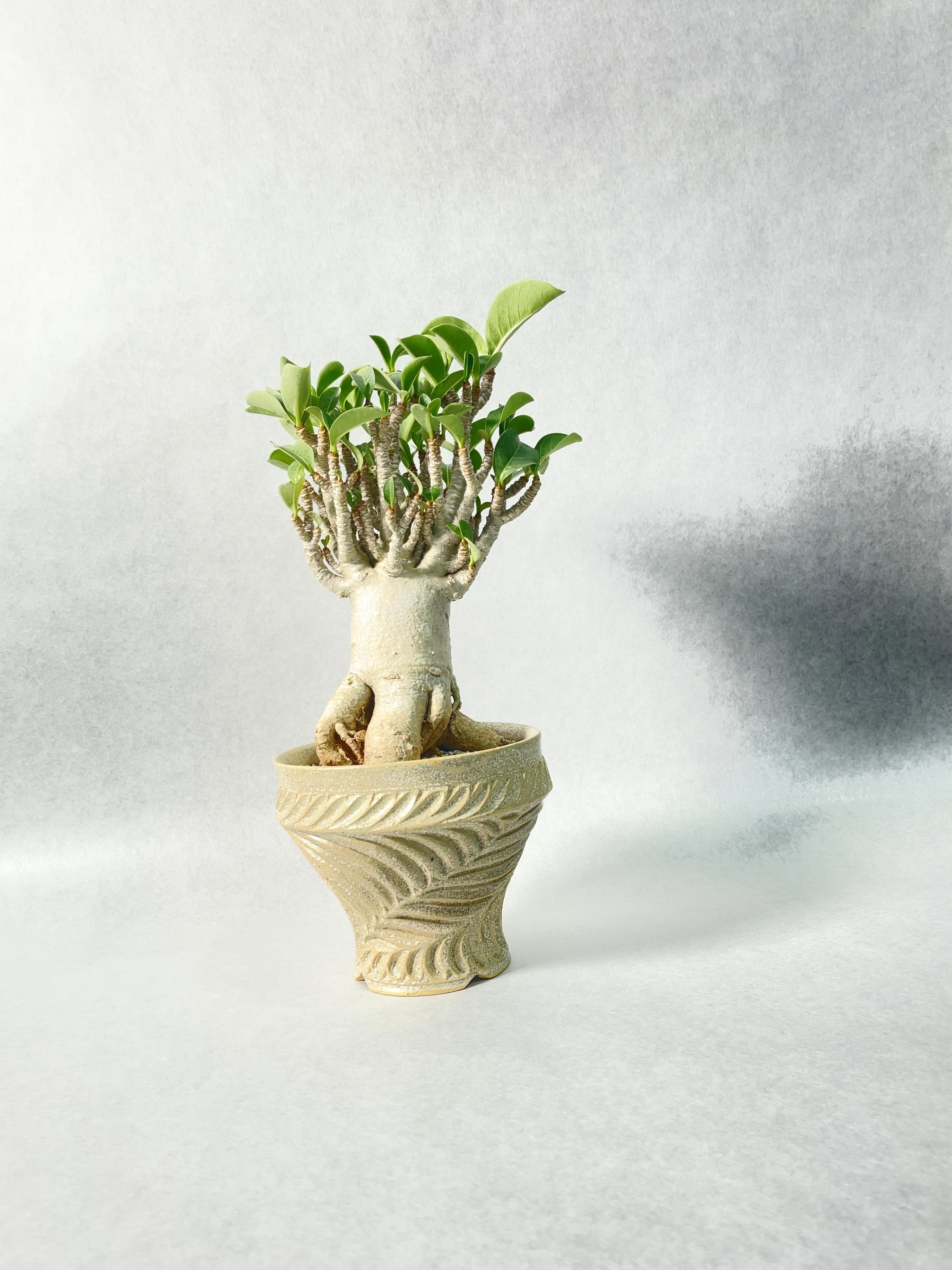 アデニウム・コンパクトセレクト | trigger