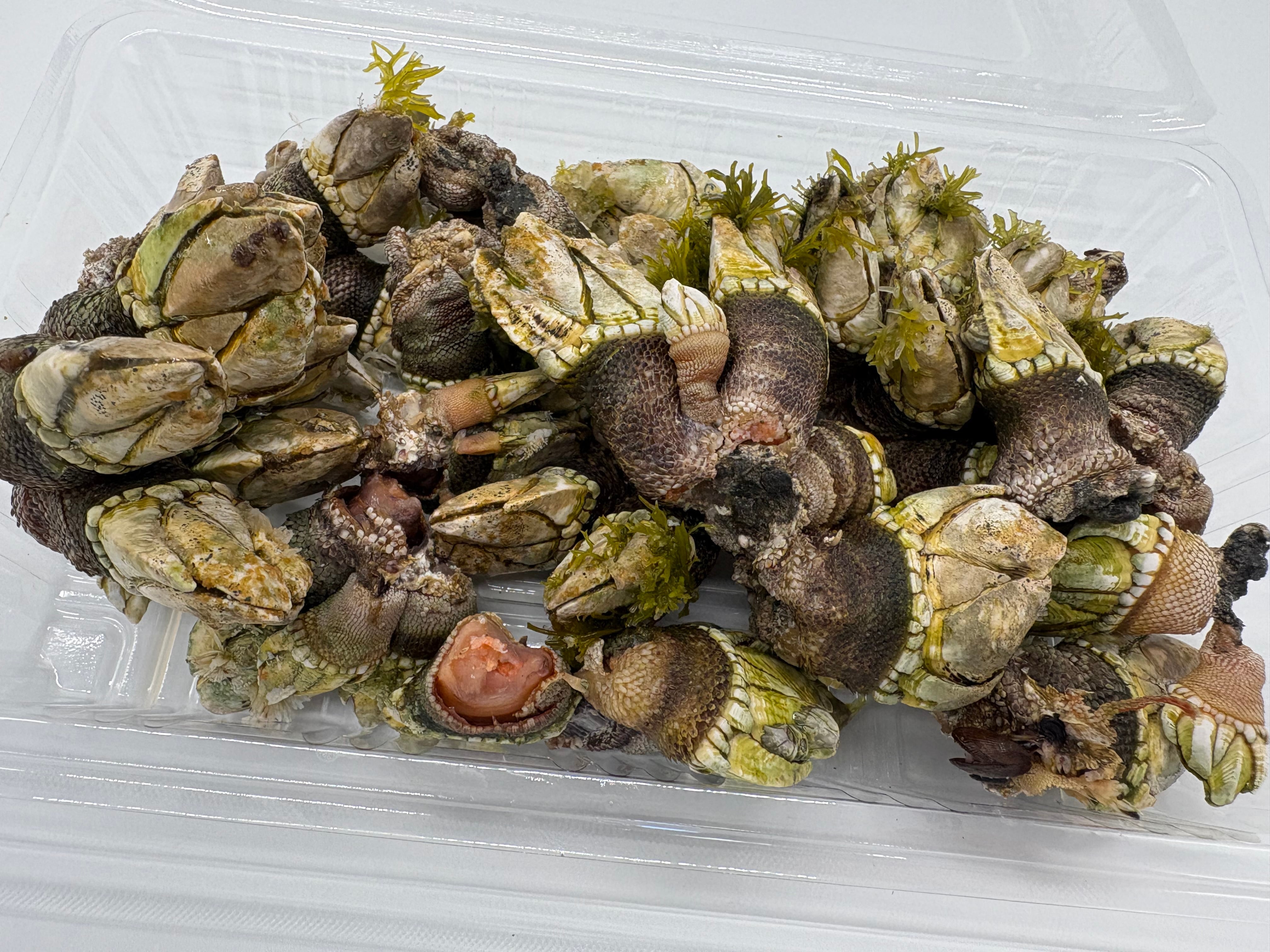 亀の手（かめのて）400g | 壱岐 本尾海産