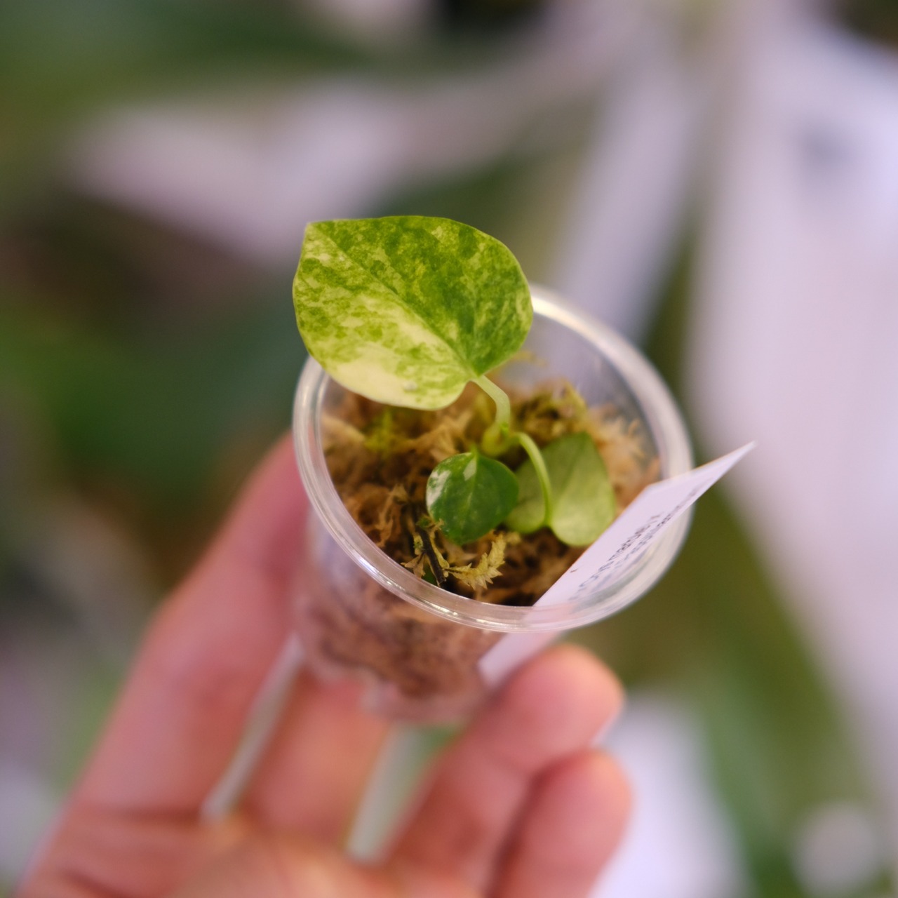 Anthurium (Papililaminum variegated × Crystallinum marble) × (Dressleri × X-Ray)｜実生アンスリウム｜観葉植物