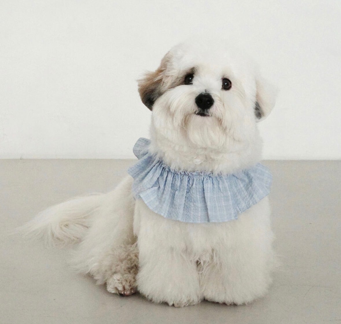 OHDIBS】 | ropet