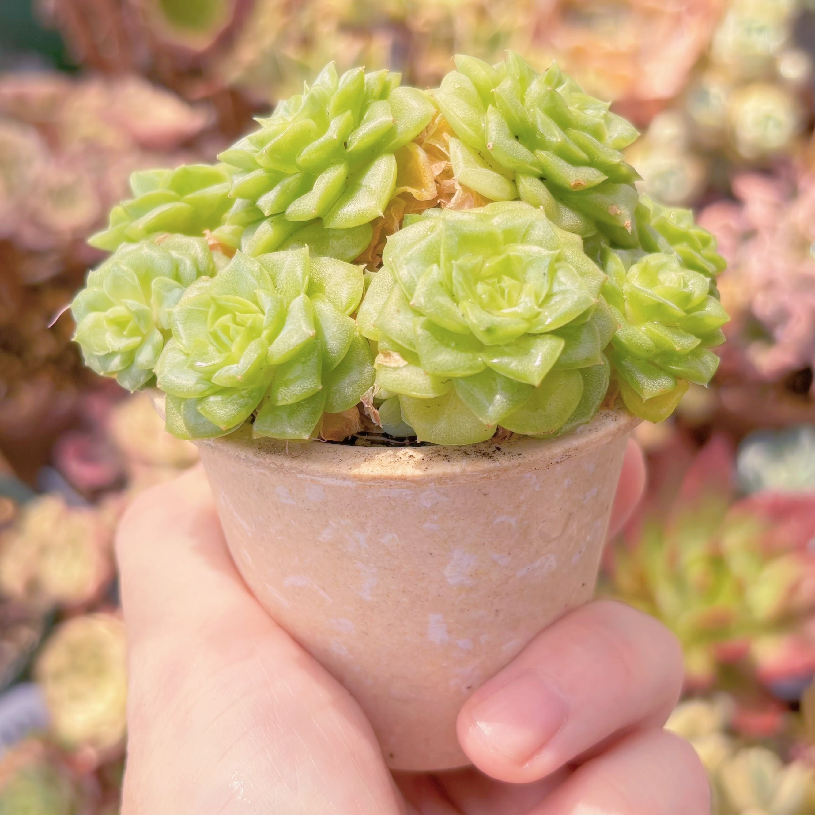 多肉植物 ホワイトスワン 群生 新入荷 るる農園 | るる農園~多肉植物専門
