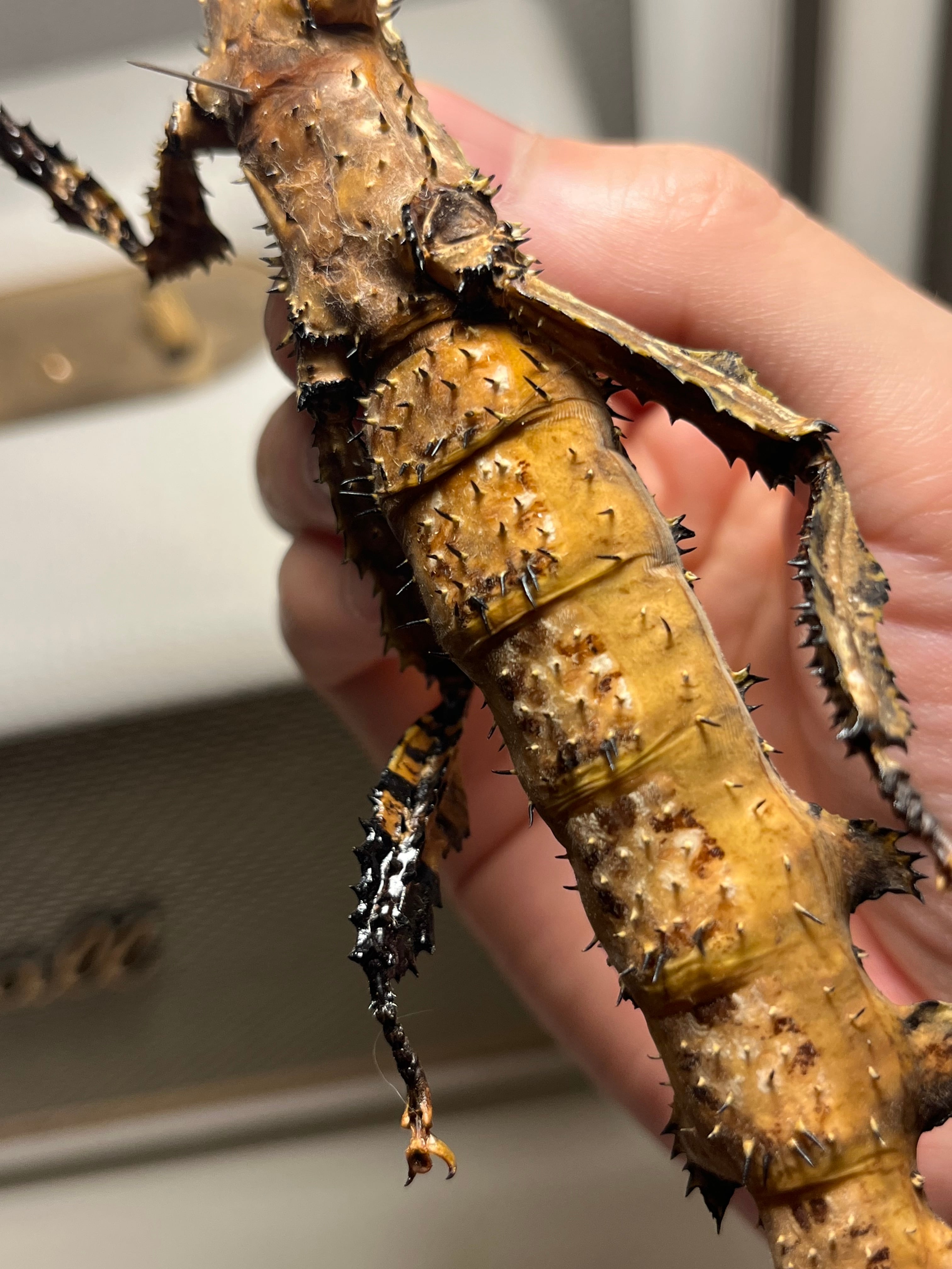 【極BIG】ユウレイヒレアシナナフシの昆虫標本 popaコノハムシカマキリ 極BIG】ユウレイヒレアシナナフシの昆虫標本 Extatosoma popa