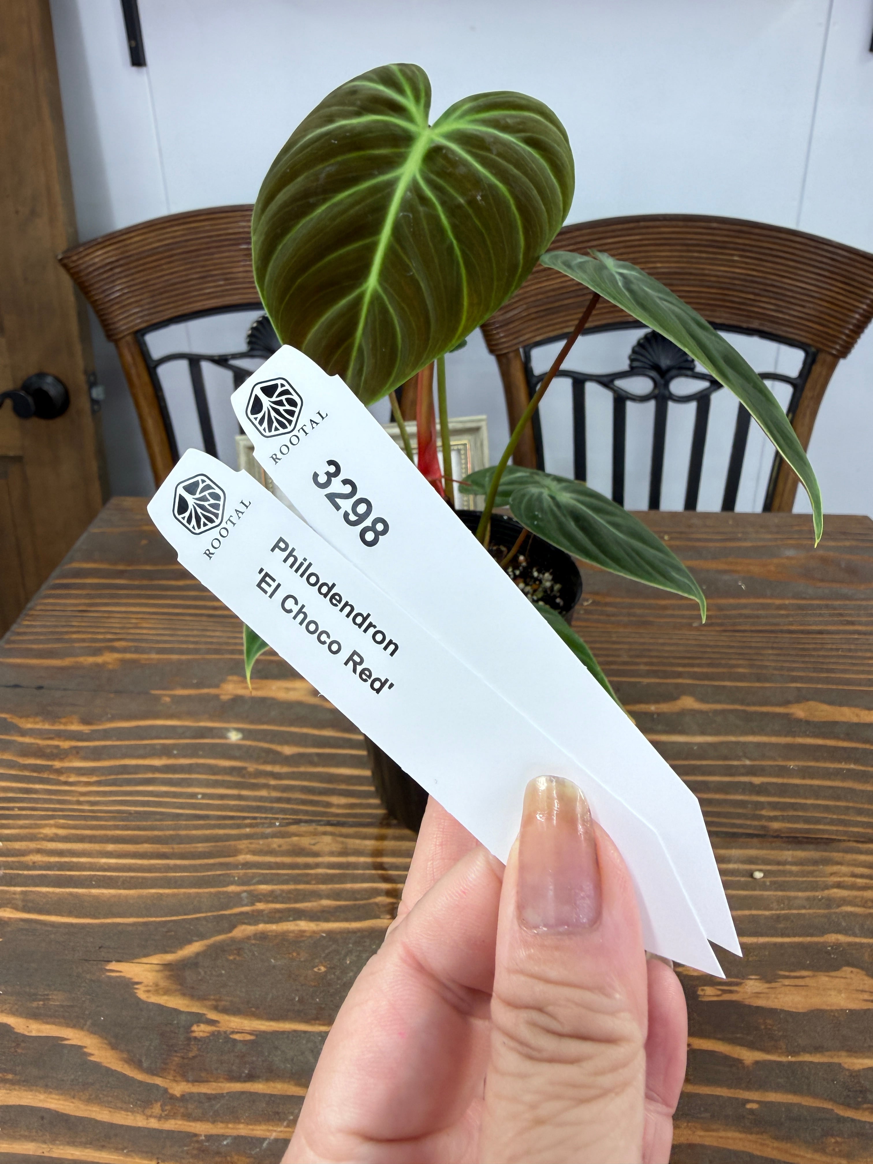 フィロデンドロン | ROOTALPLANTS