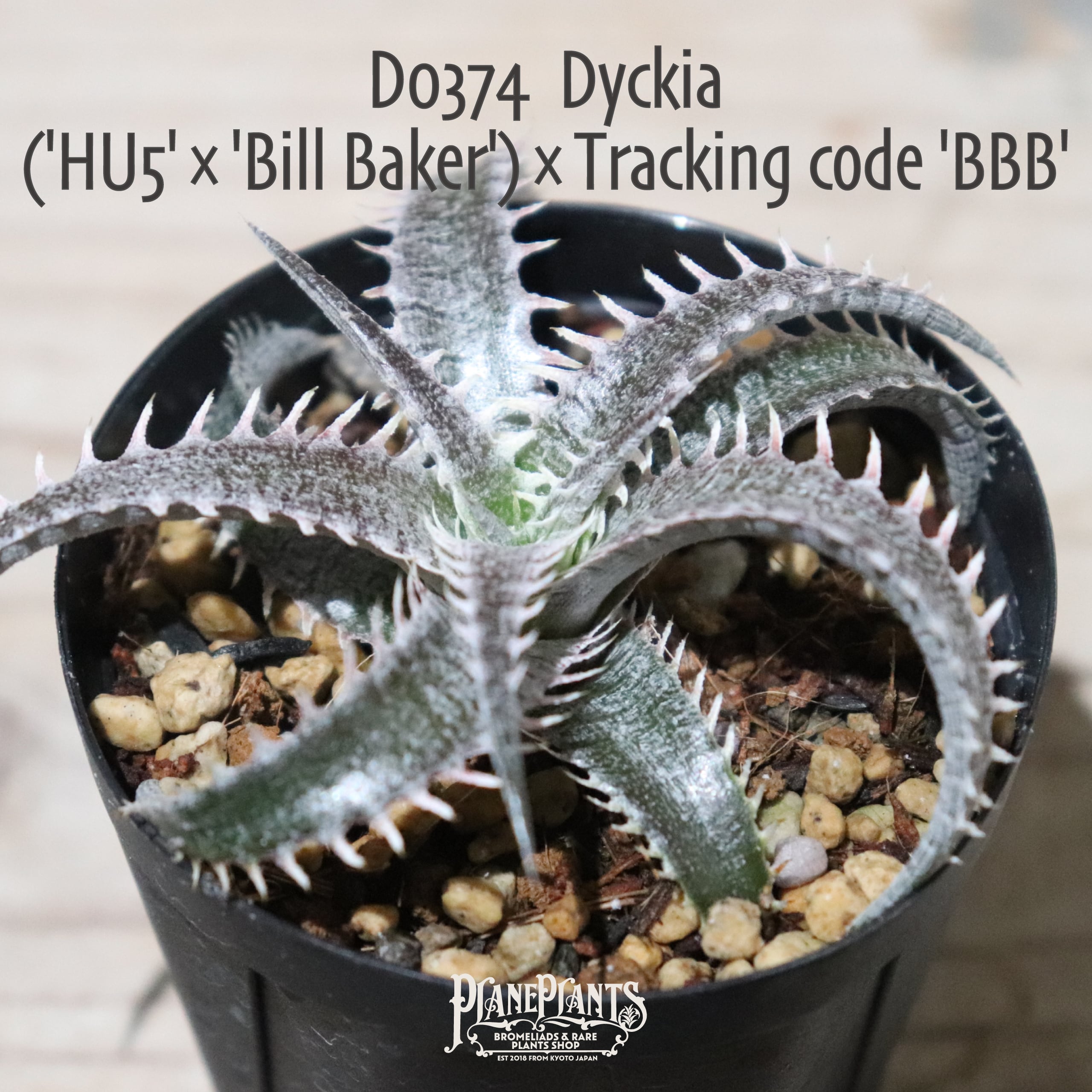 【送料無料】('HU5'×'Bill Baker')×Tracking code BBB〔ディッキア〕現品発送D0374