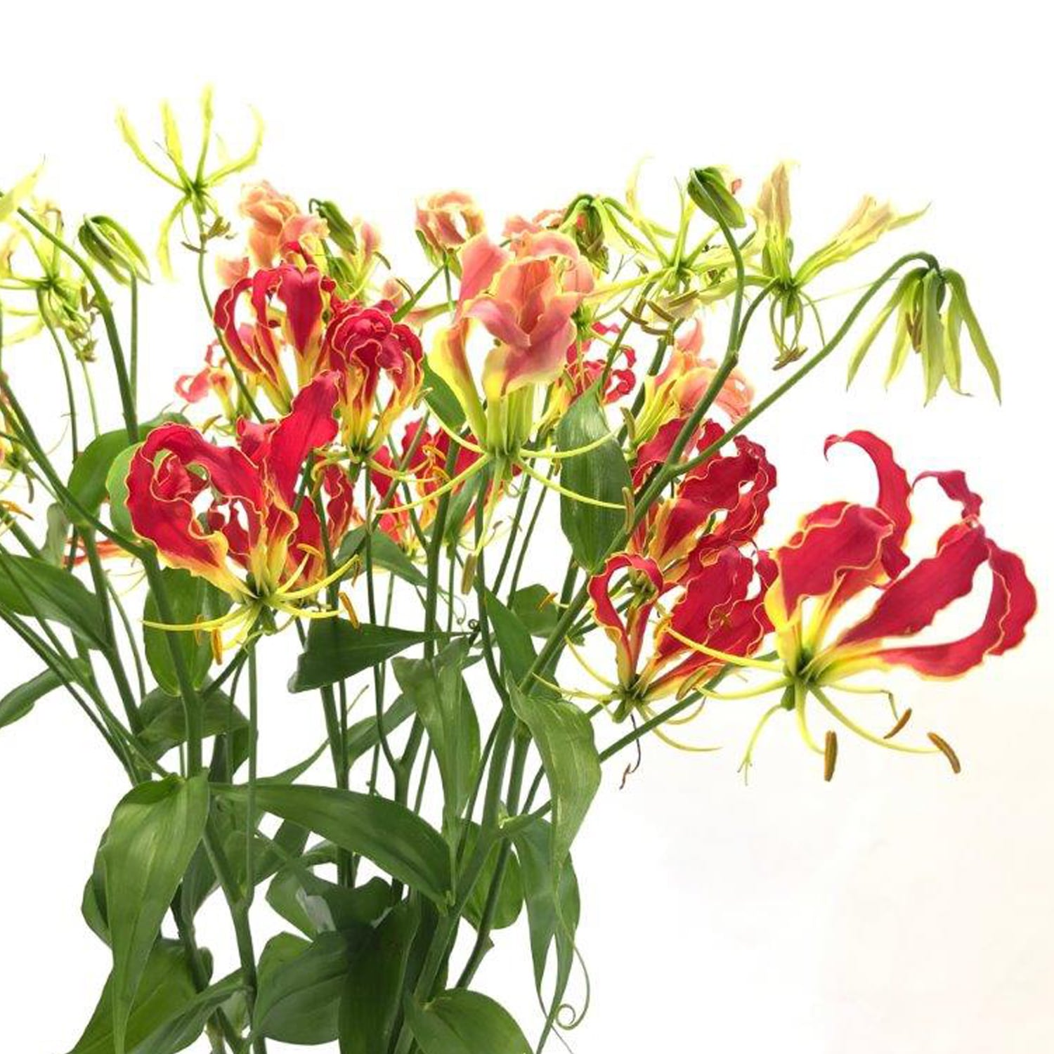 グロリオサ 10本 栄光のお花 フラワーロス支援 スマイルフラワープロジェクト