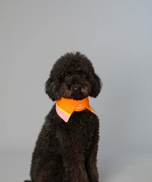Merino Wool Collar  Vibrant Orange Stripes