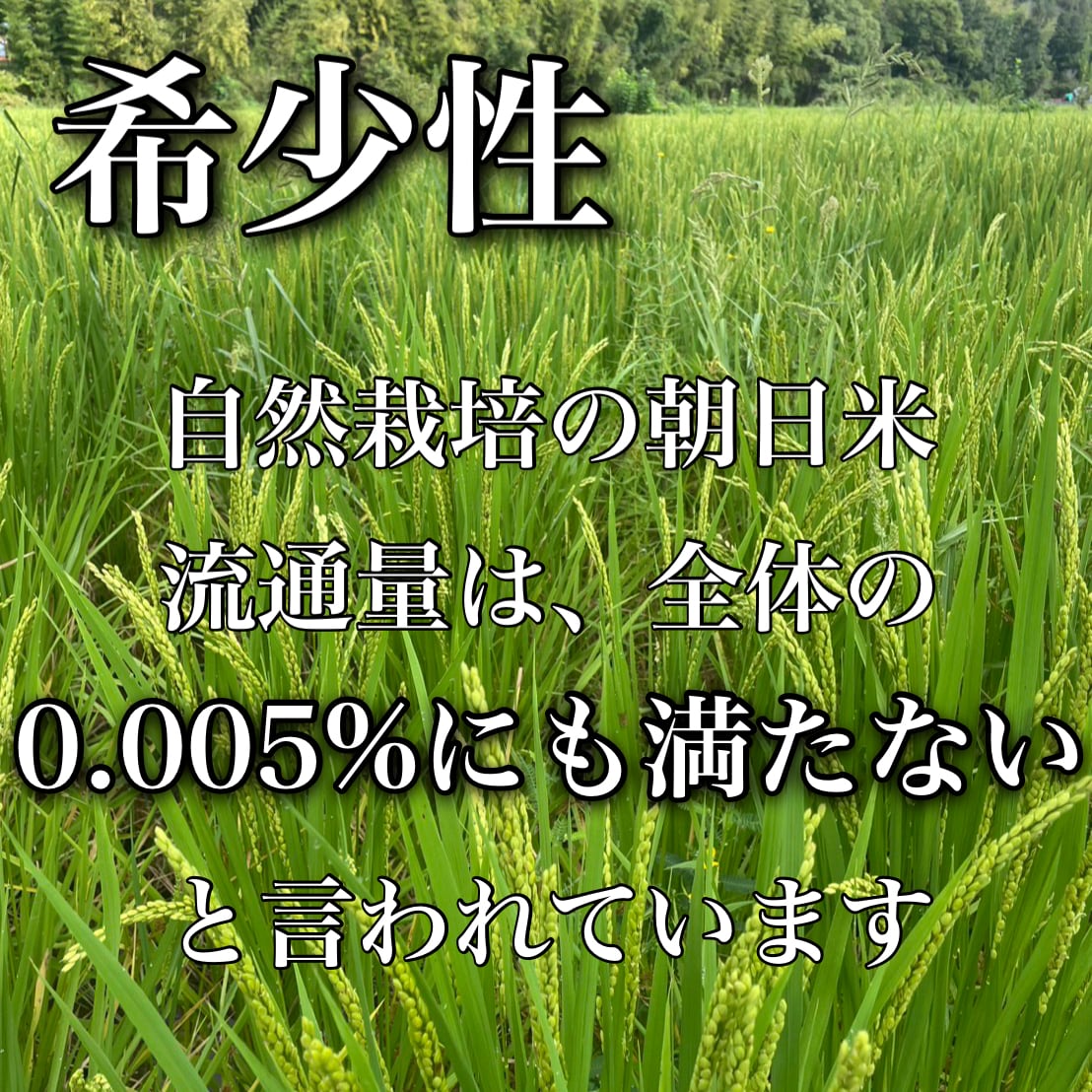 岡山県産 朝日米 10kg｜玄米・白米｜無農薬｜自然栽培｜7年産 | 自然