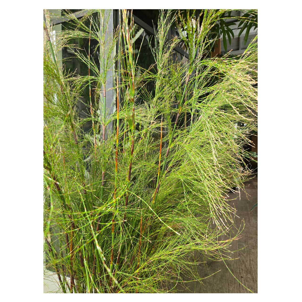 Rhodocoma capensis | Seeding