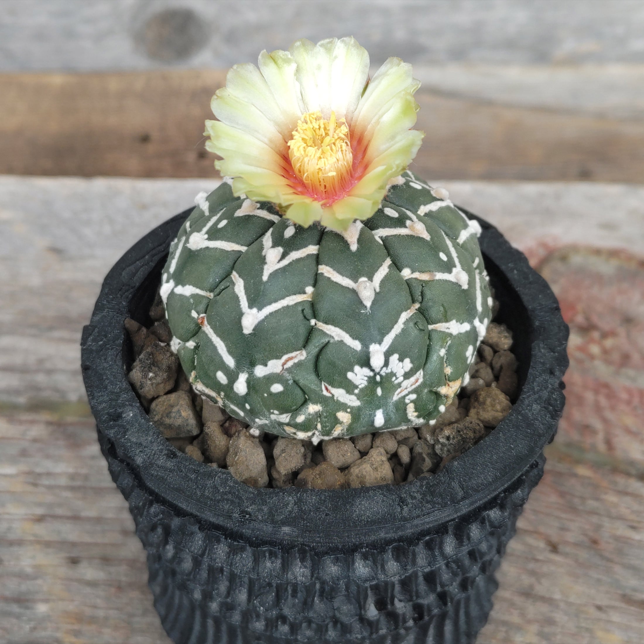 敷レアV タイプ! 多肉植物 サボテン アストロフィツム スーパー兜 国内実生 現品 一品限り Astrophytum Asterias Superkabuto V-type 敷レアV タイプ! 多肉植物 サボテン アストロフィツム スーパー兜 国内実生 現品 一品限り Astrophytum Asterias Superkabuto V-type
