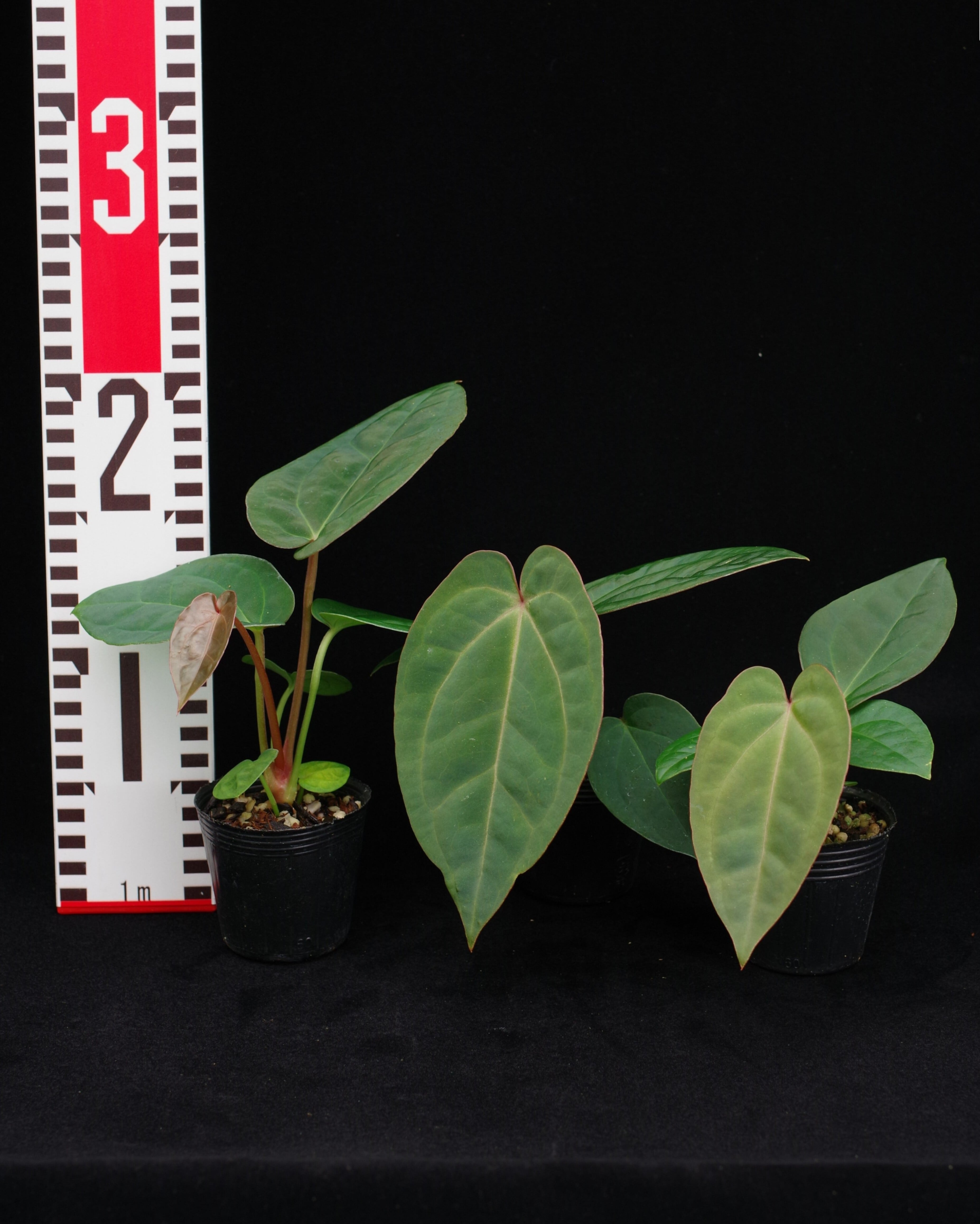 Anthurium ('Michelle' × 'Zara' (F3))× dressleri (Eastern Form