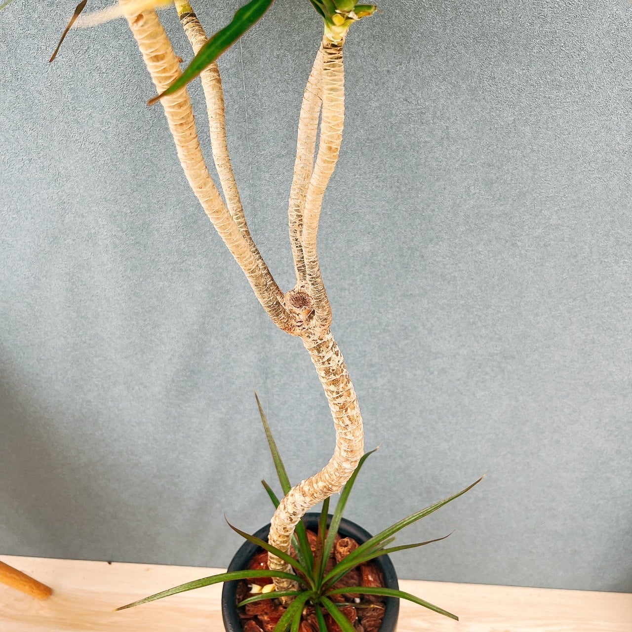 現品］7番 ドラセナ コンシンネ 曲がり 7号 観葉植物 大型 室内