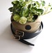 Cale ” reversible belt ( Blue )"