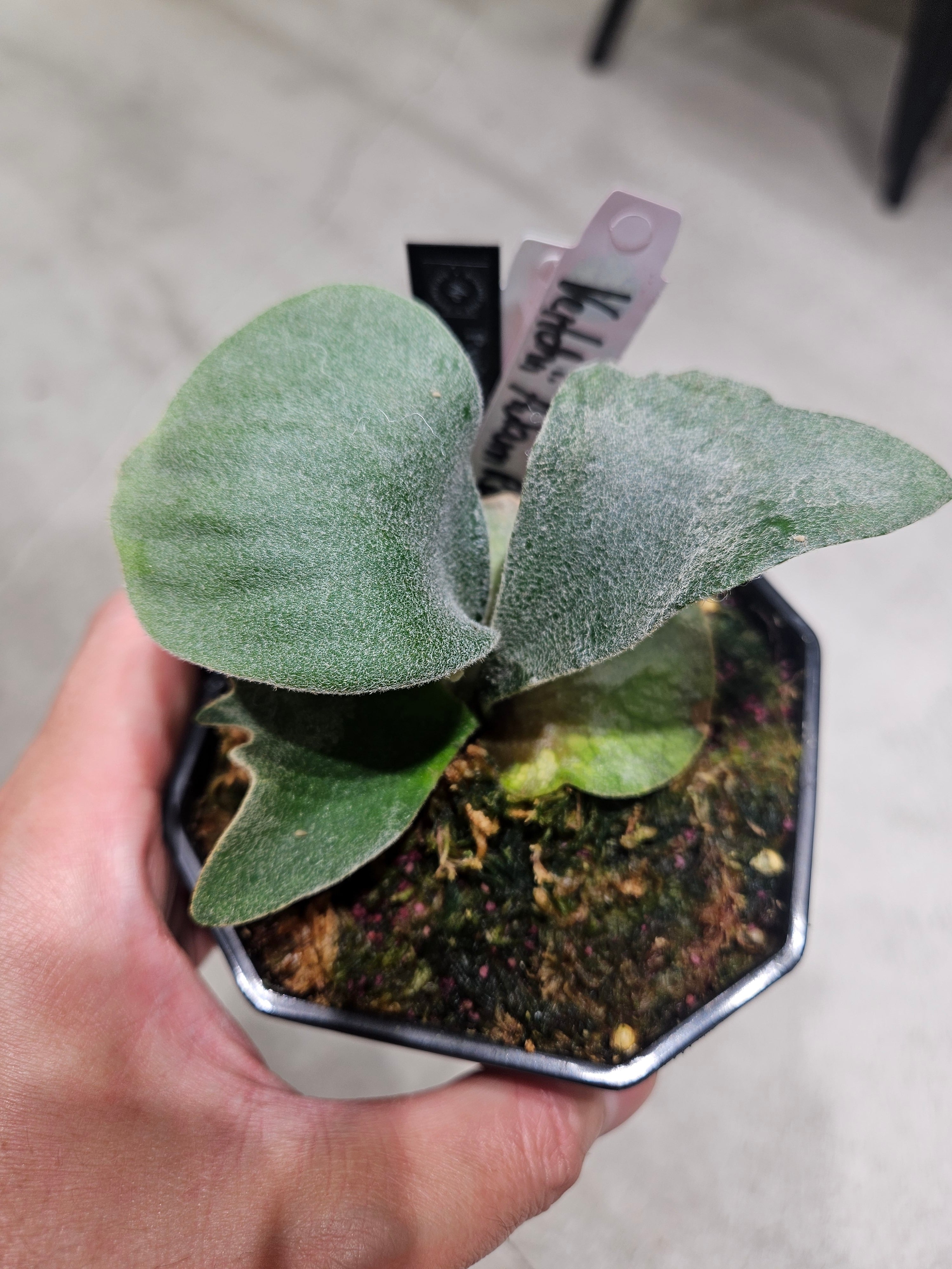 P. veitchii AR #1 (pup) Select 【artPLANTs】 ビカクシダ/コウモリ