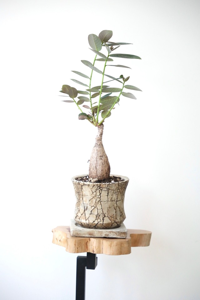 【M】フィランサス ミラビリス/Phyllanthus mirabilis　※陶器鉢付き