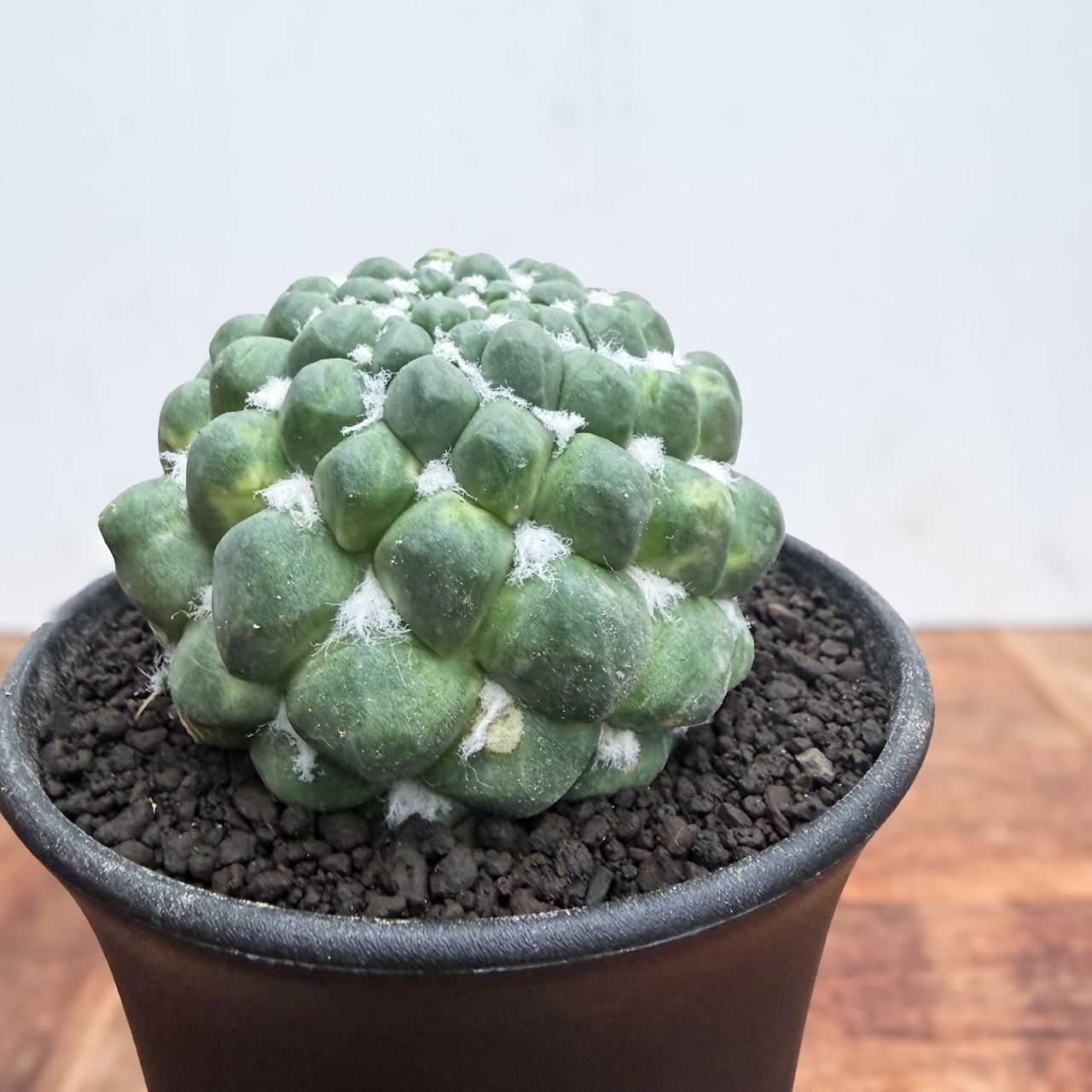 Mammillaria ‘Seiryumaru’ monstrosa【マミラリア・青龍丸モンスト】