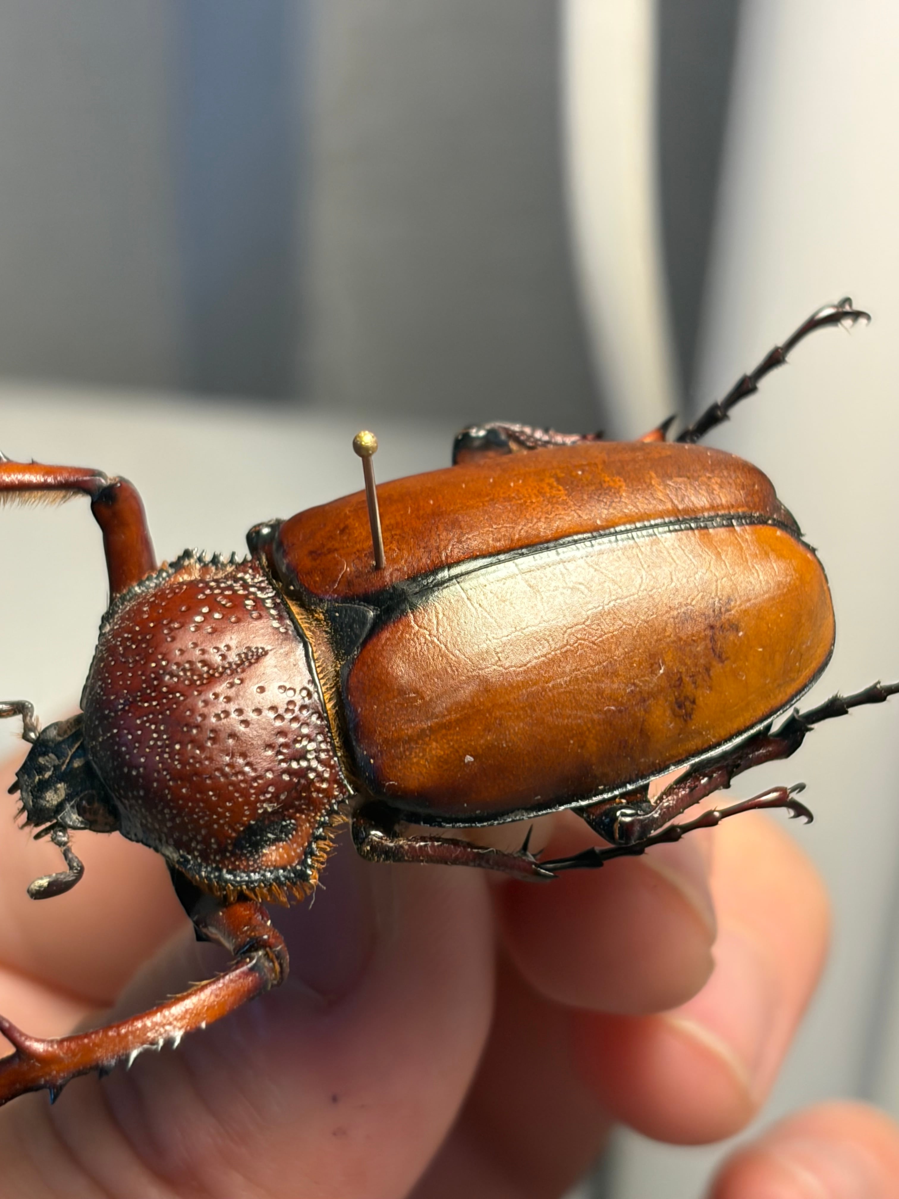 WC43mm】ダビディヒメテナガコガネ 標本 テナガカミキリ 昆虫標本 甲虫