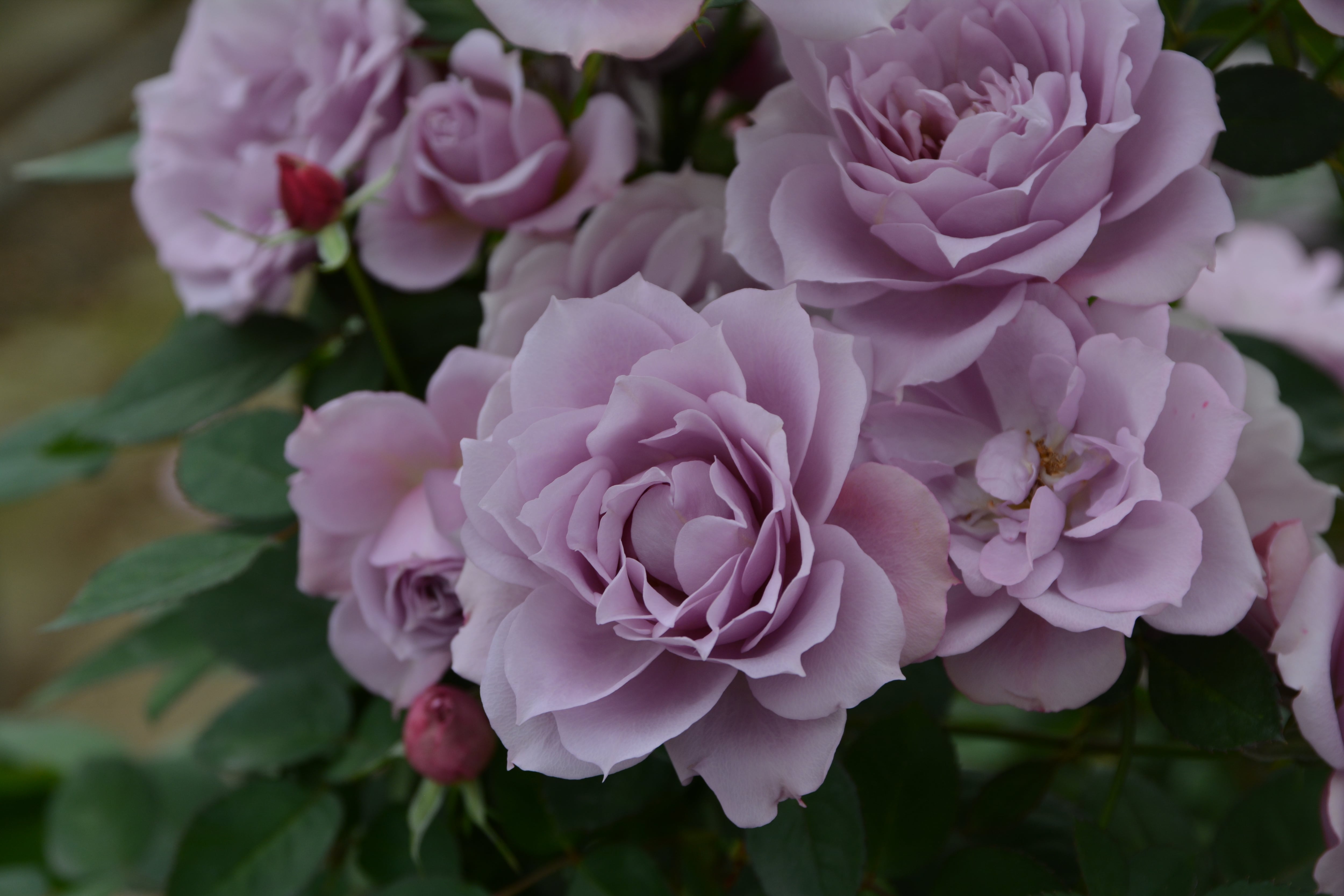 バラ大苗 <ロサ・オリエンティス・プログレッシオ> 紫式部 7号鉢