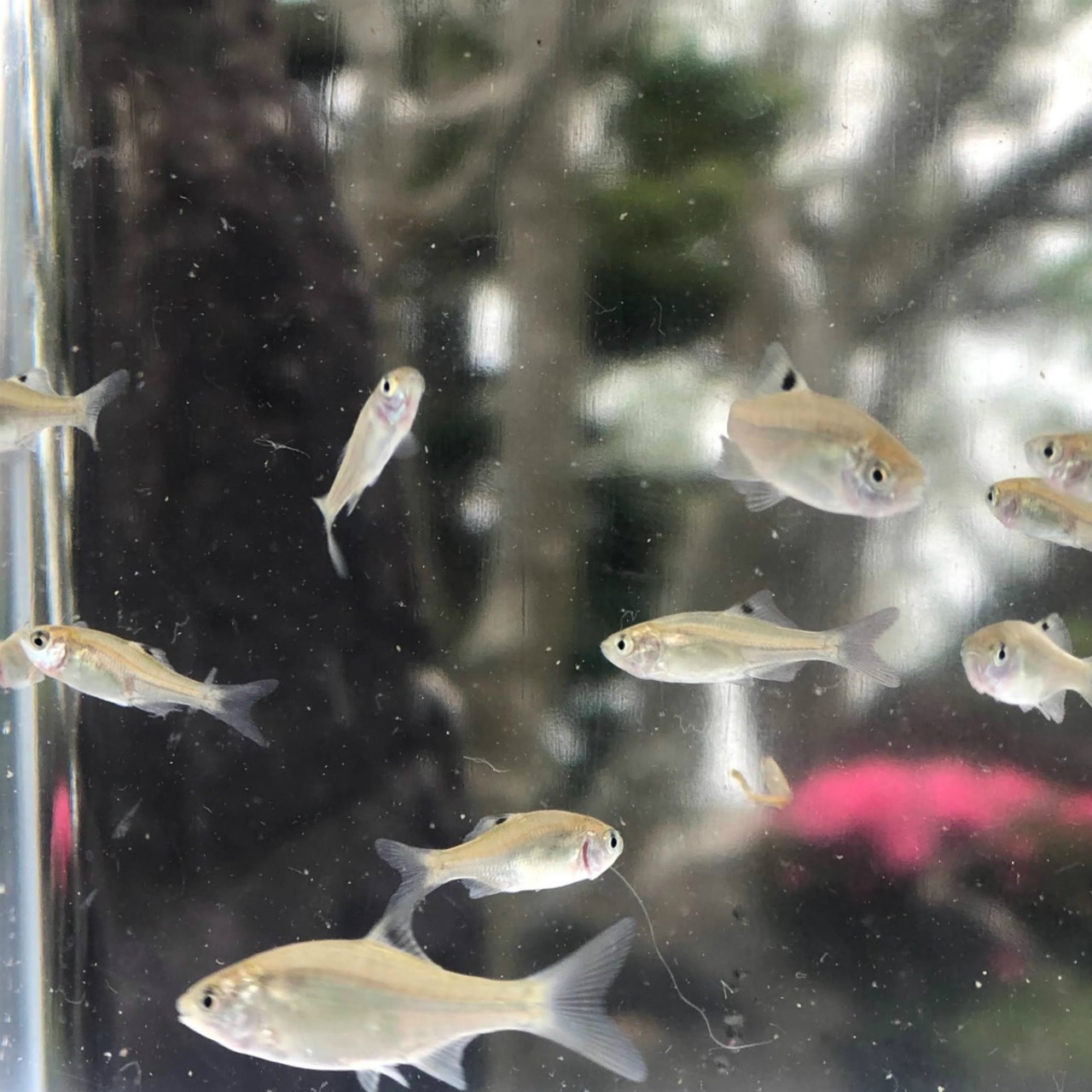 ※特盛セット※（淡水魚）カネヒラ　新仔（1ｃｍ±）　（30匹）【生体】