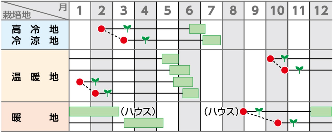 ソラマメ「駒栄」（1L）・画像2