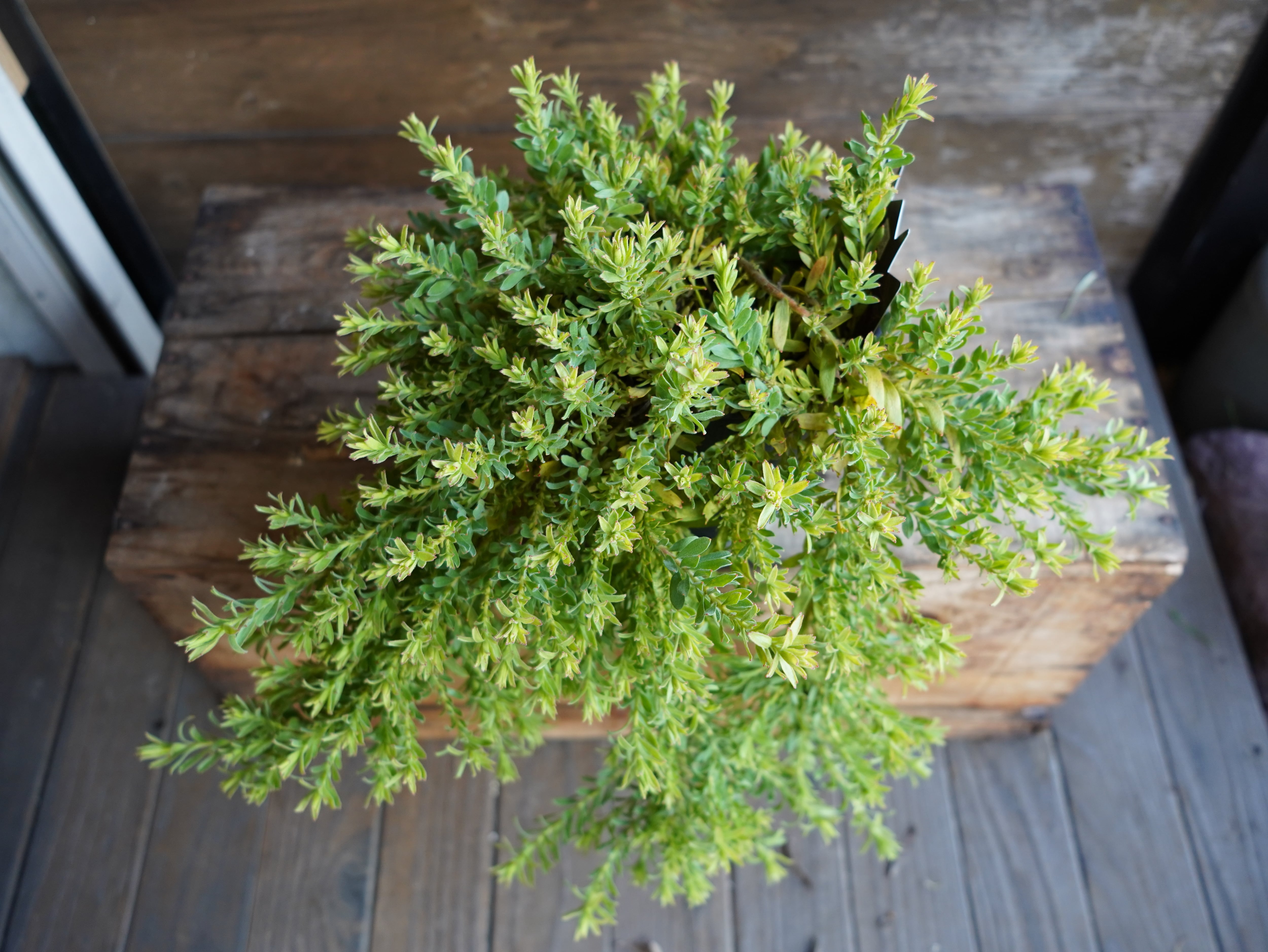 【現物】リューコスペルマム　”ハルバルー”　A