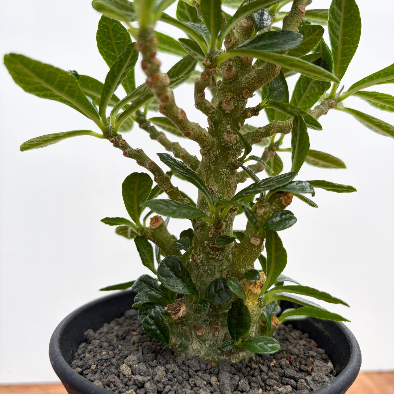 Dorstenia gigas【ドルステニア・ギガス・実生】
