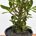 Dorstenia gigas【ドルステニア・ギガス・実生】