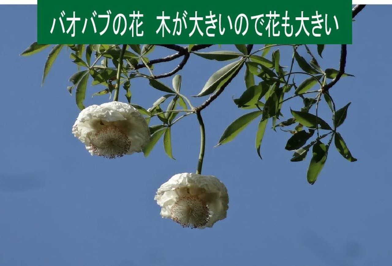 バオバブ蜂蜜　アフリカの大木バオバブの花から採取したフェアトレード蜂蜜　