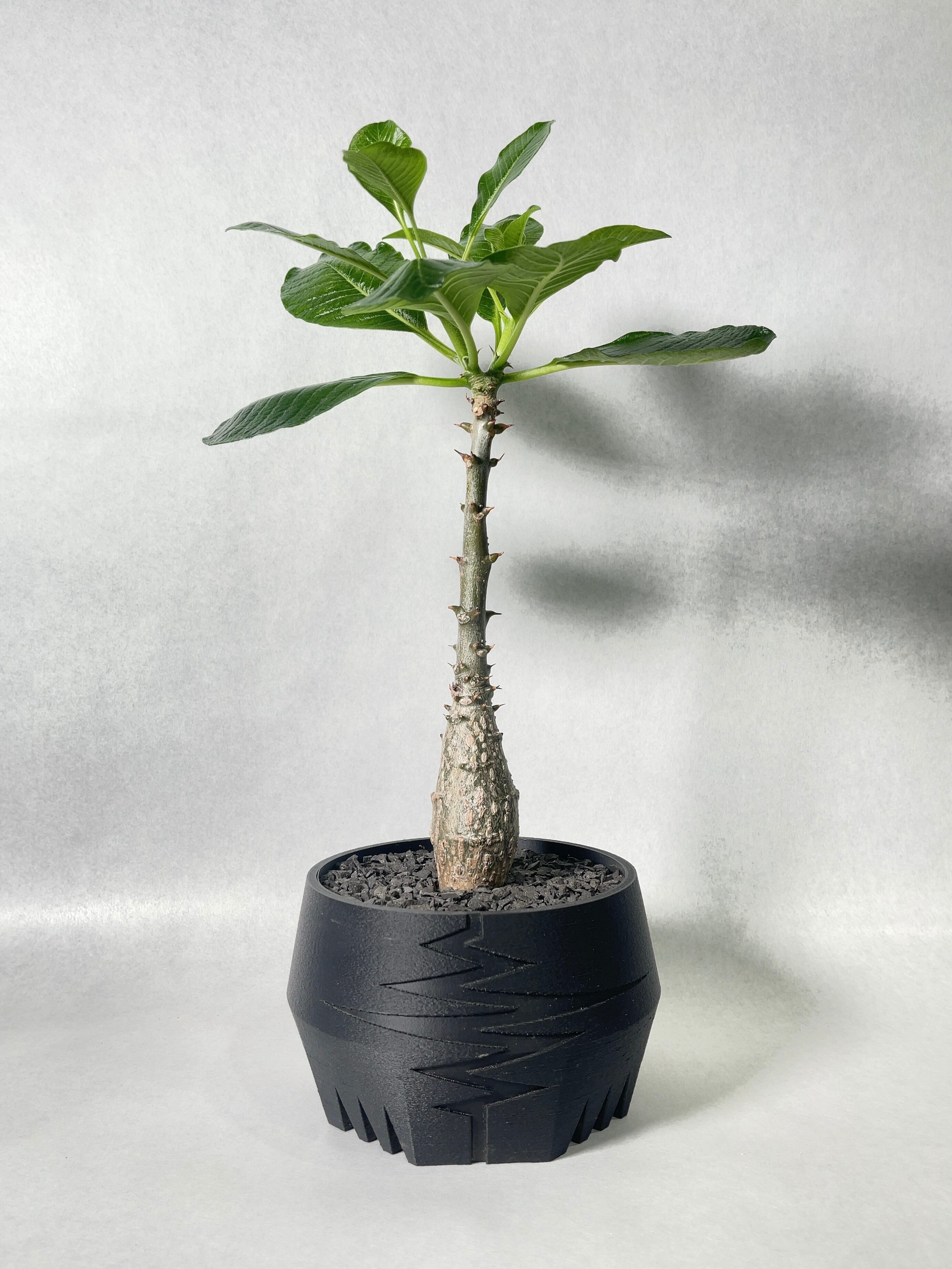 パキポディウム・ウィンゾリー | trigger