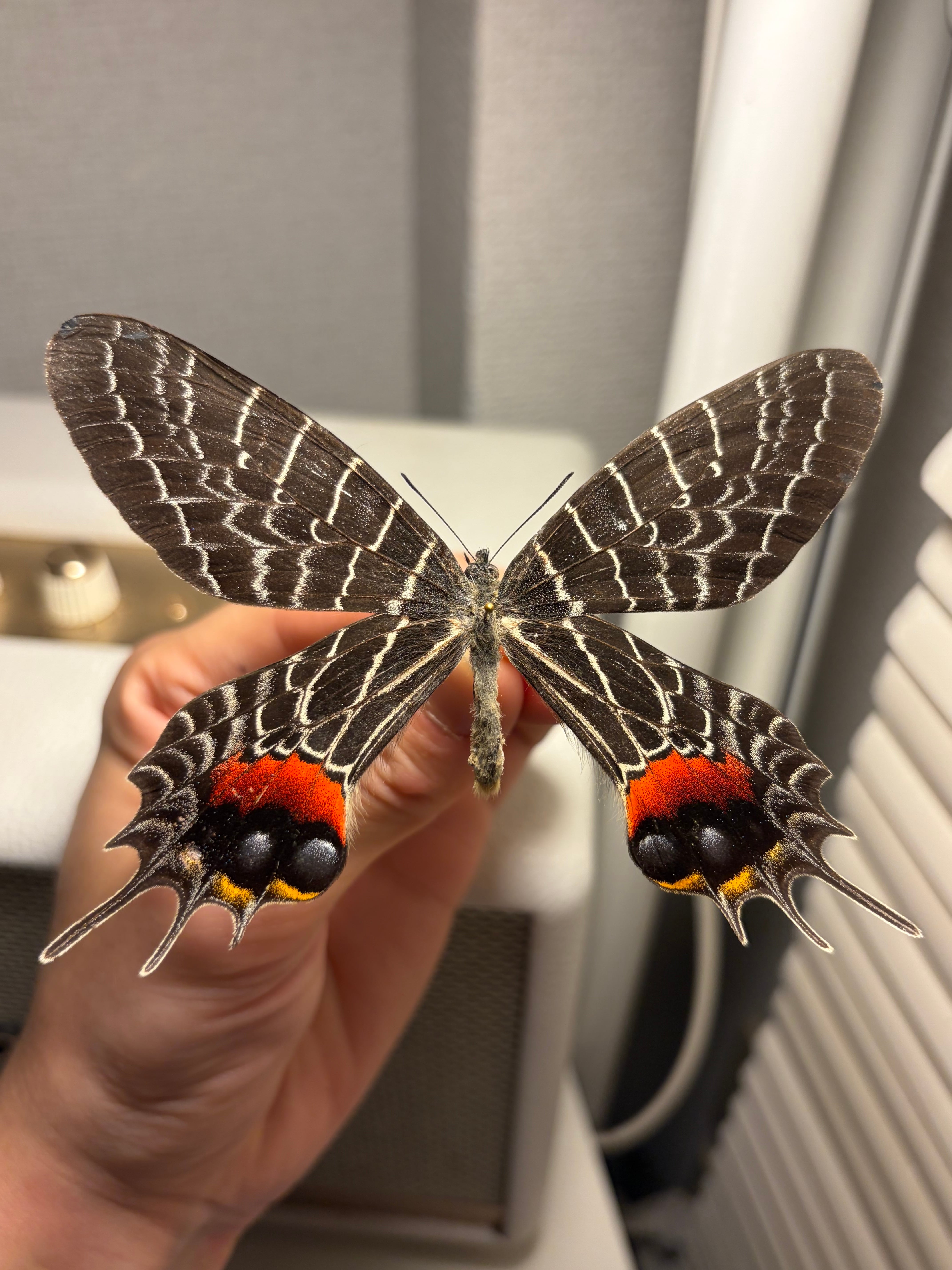 極BIG】シボリアゲハ モルフォ蝶 蛾ピカソモスモルフォチョウMorpho