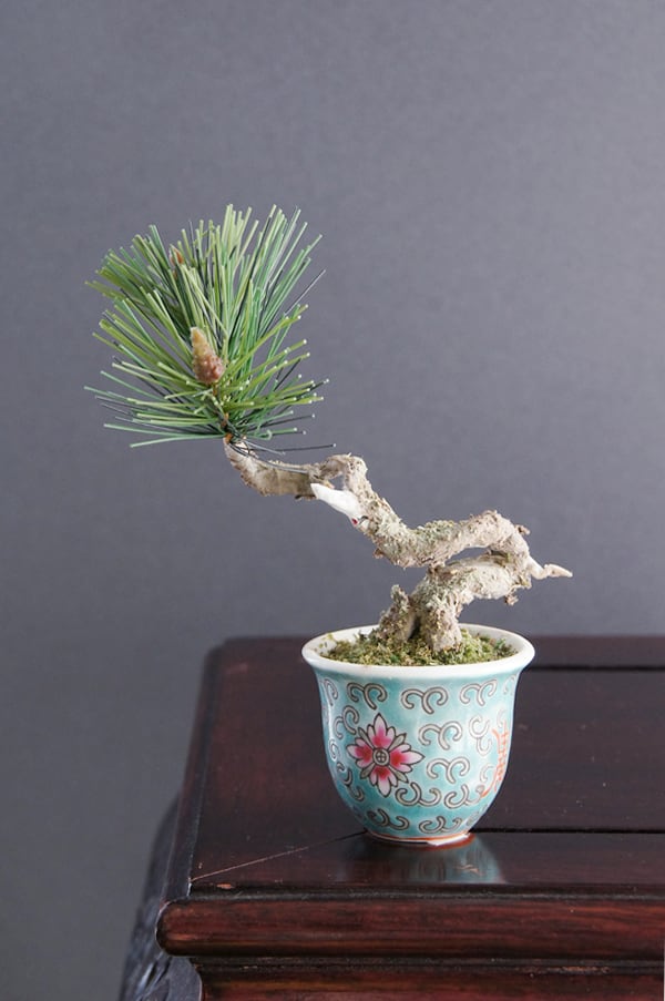 盆栽 松 Palm-Size Pinetree bonsai #32（鉢変更） | Oh! BONSAI