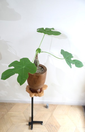 【M】ヤトロファ  サンゴアブラキリ/Jatropha ※ウッド鉢カバー付き