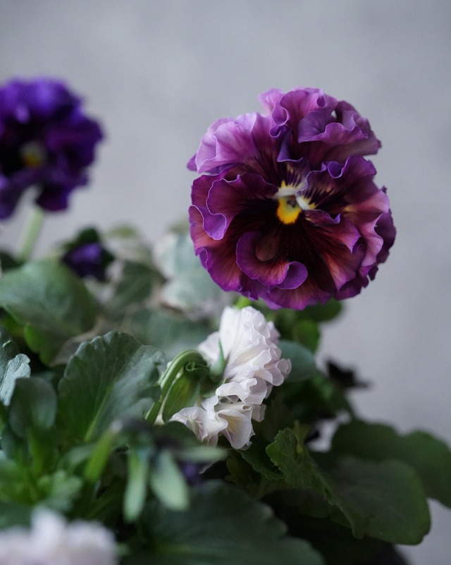 【寄せ植え・送料込み】ラベンダー〜紫色のラッフル系パンジーの植え込み　現品お届け