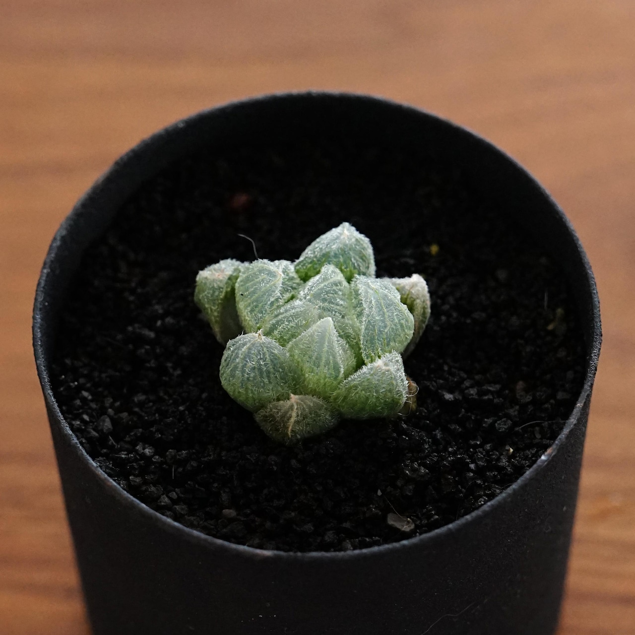 抜き苗 ハオルチア モンロー Haworthia 'Monroe'