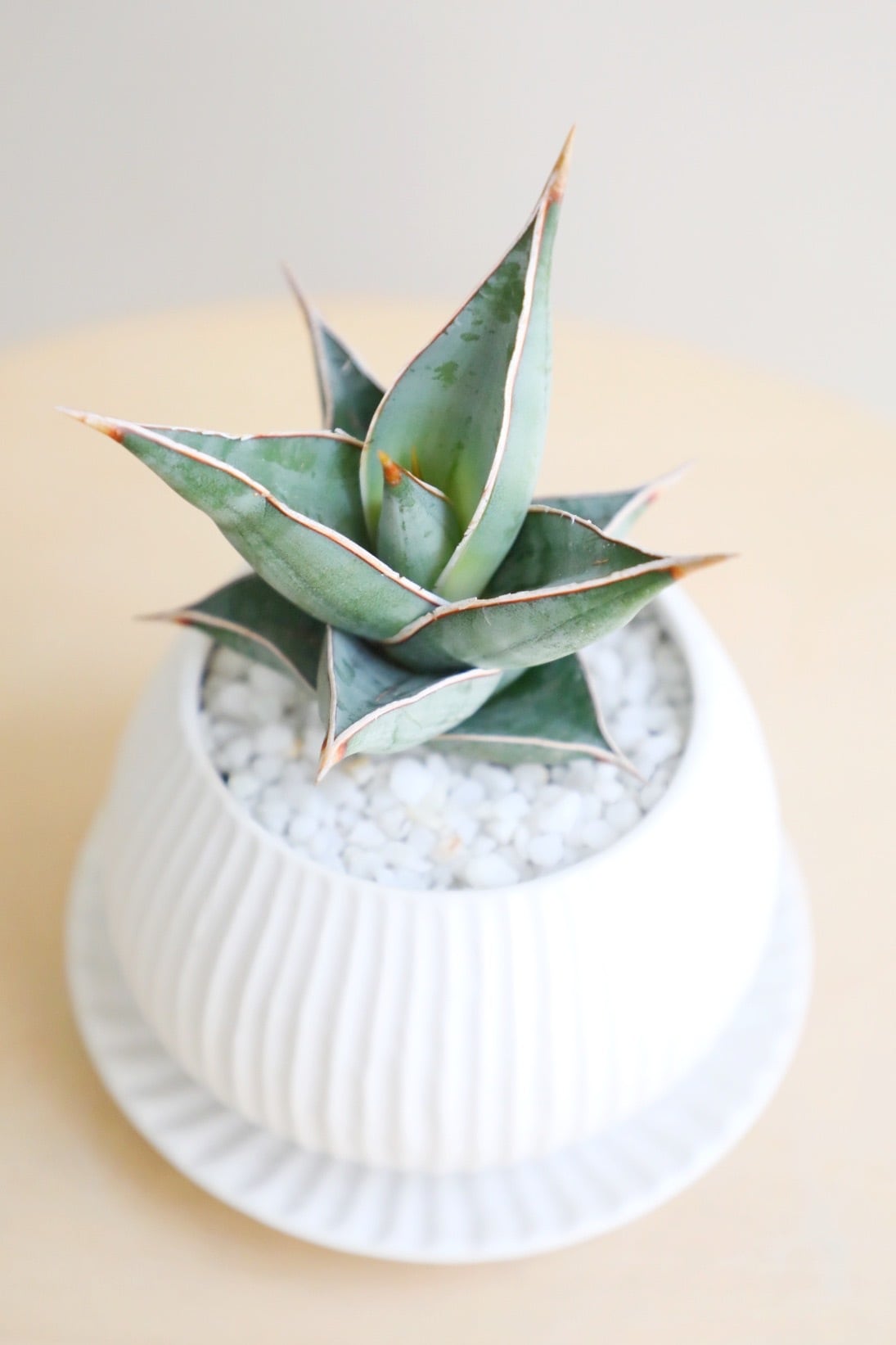 S】【希少】サンスベリア ピングイキュラ/Sansevieria pinguicula