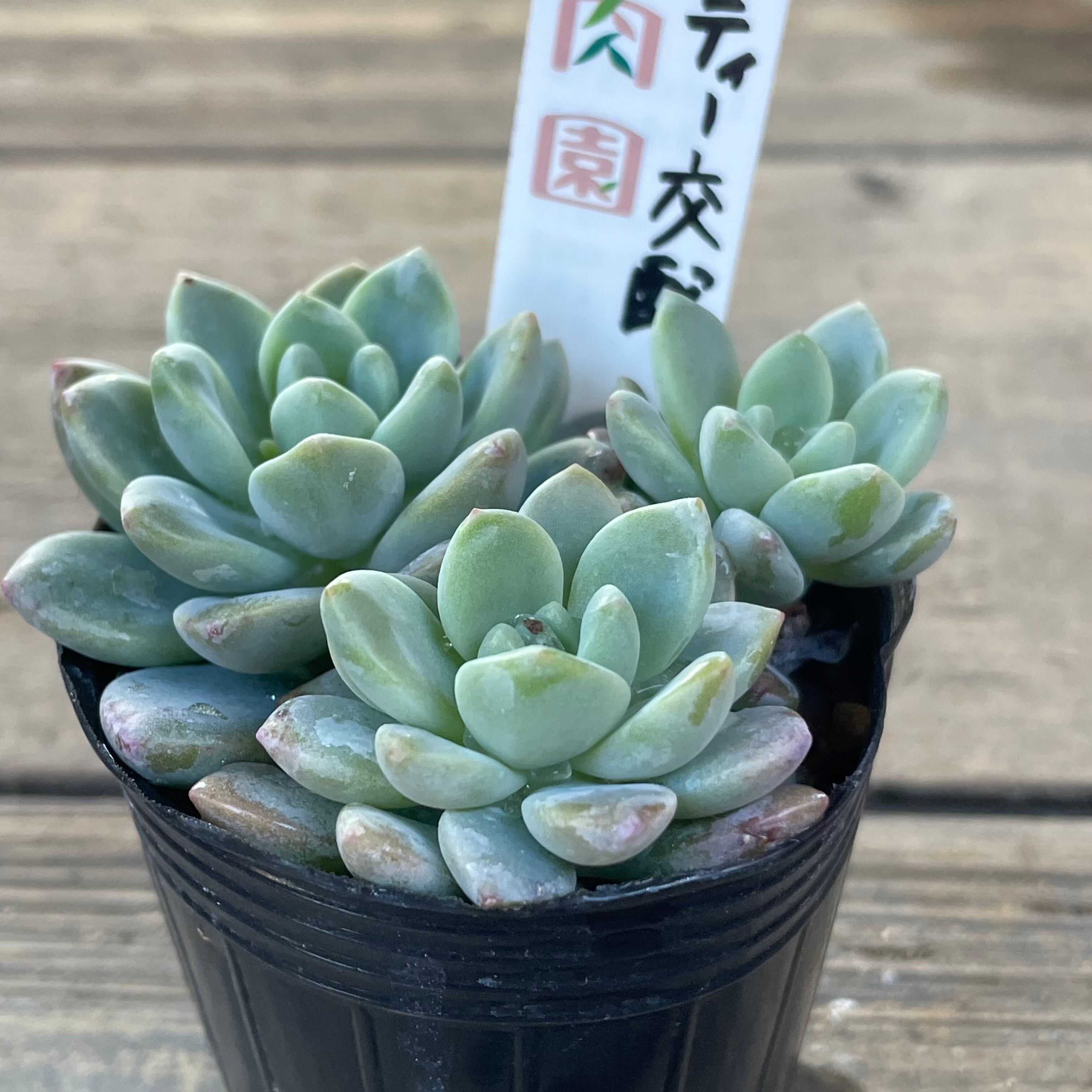 92ac6d937cb92c9f8888d9a978a270