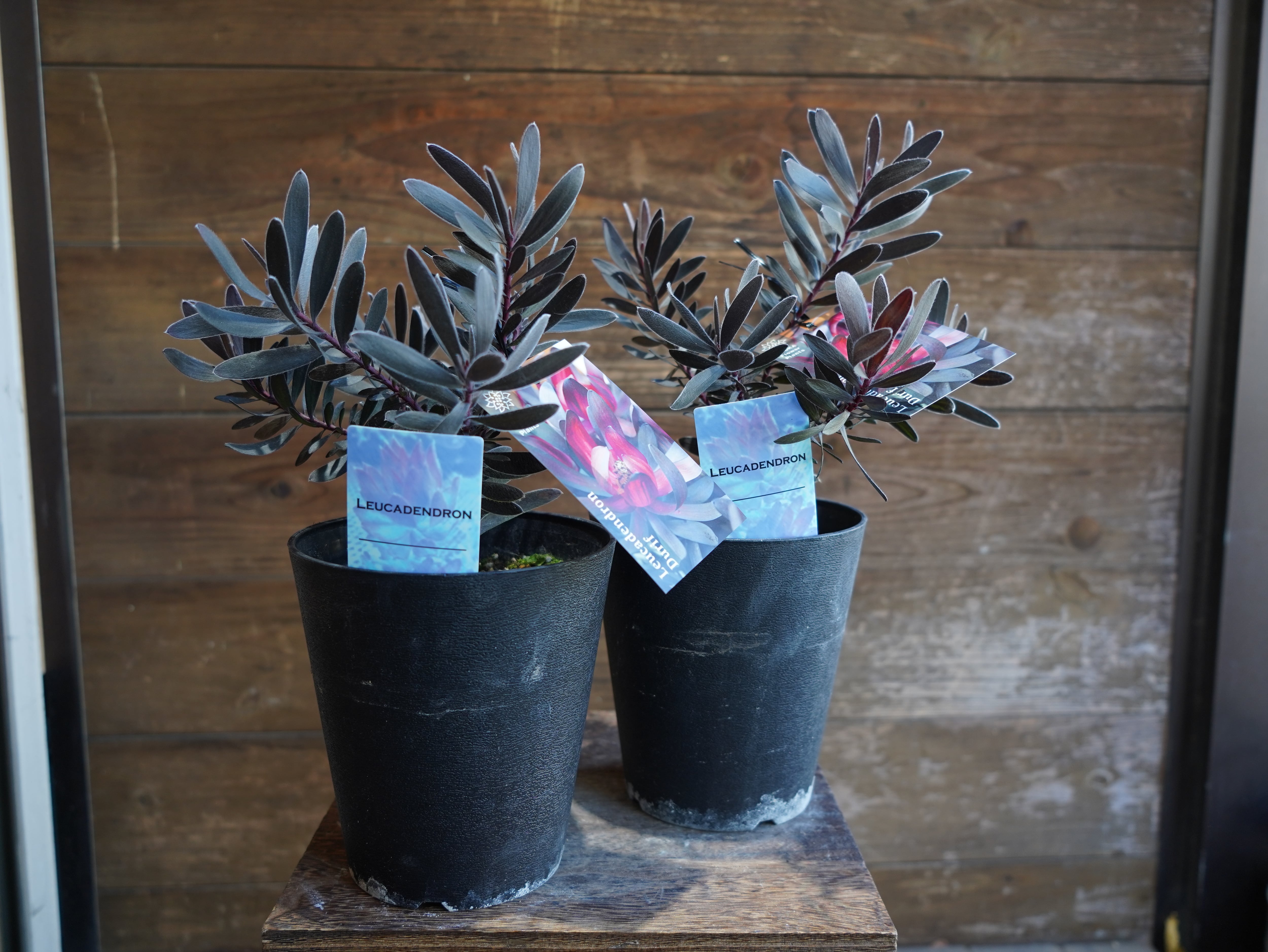 リューカデンドロン　”デュリフ”