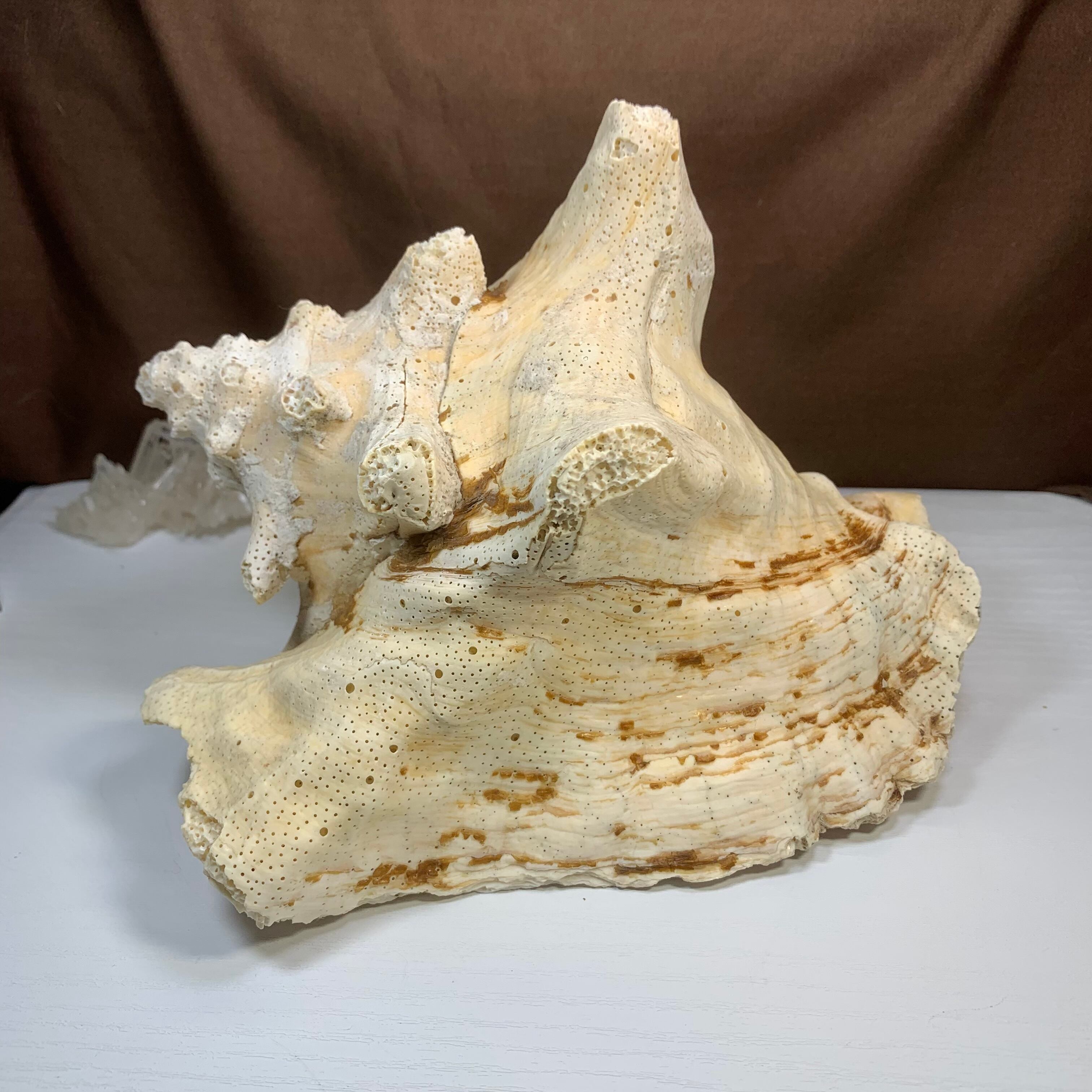 1.クイーンコンクシェル貝母・貝殻 | Naturaltreasure