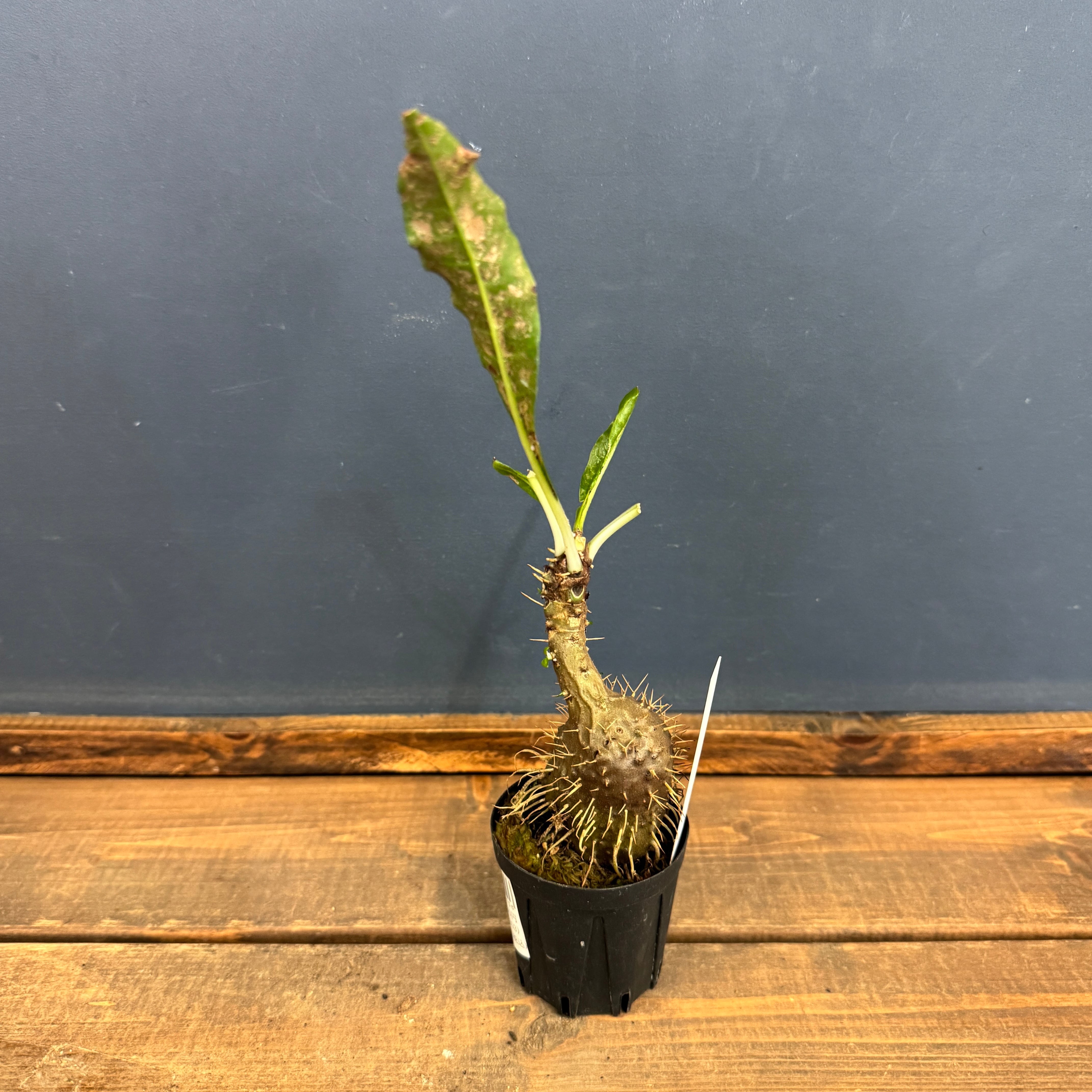 ミルメコディア alata (prolifera type, alveoli- long thorn