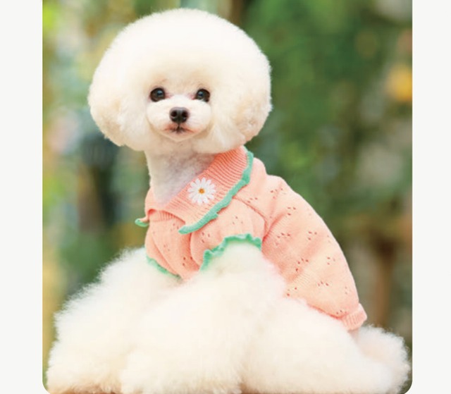 即納【GodPiva】オーガニックコットンニット