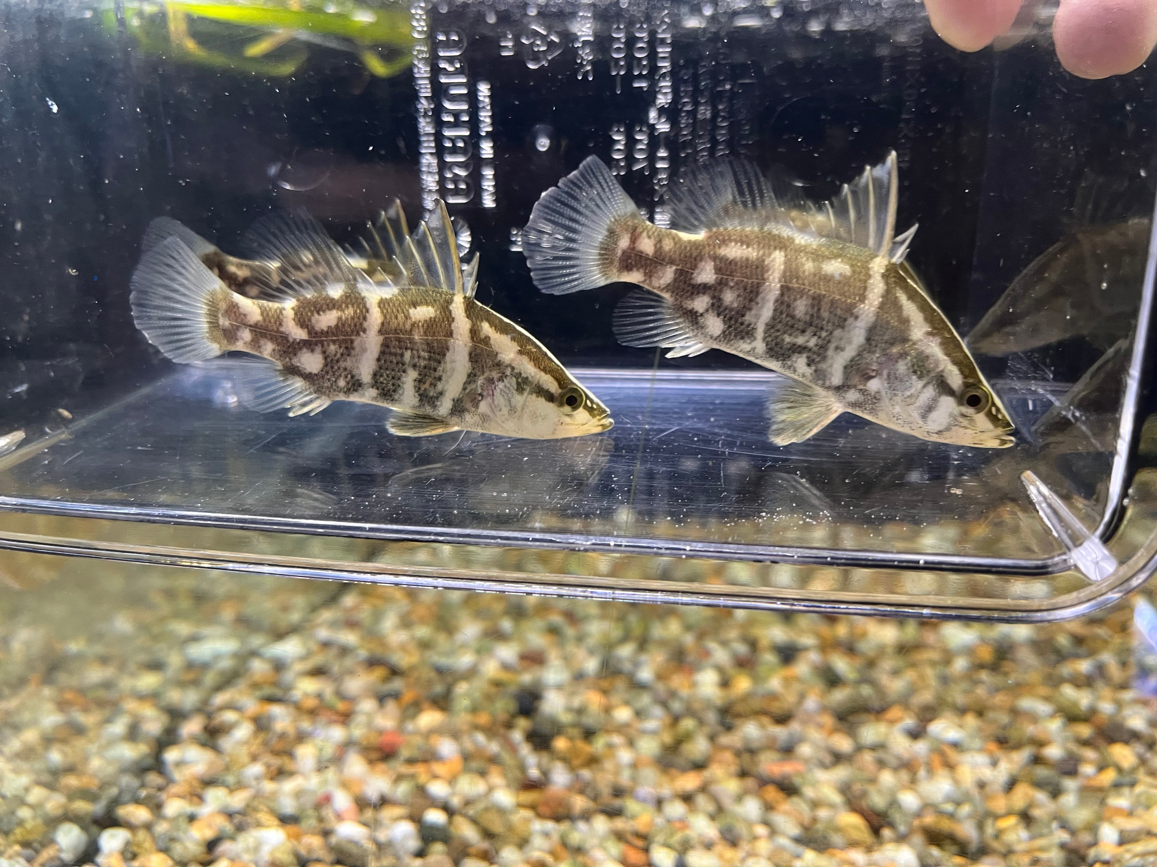 北海道産　アカヤマドリ1.4kg 1匹】四万十便WILD四万十川産アカメ(M)5-6cm | アクアショップロイヤル