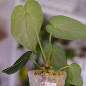 アンスリウム・レガレ / Anthurium Regale㉒│観葉植物