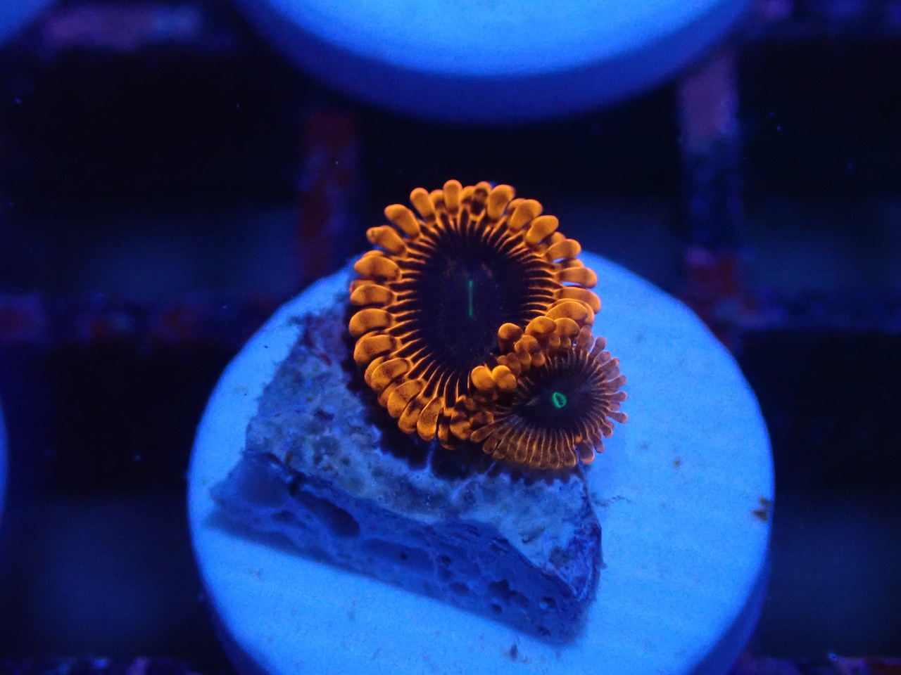 Zoanthus Red FromMakassar 6