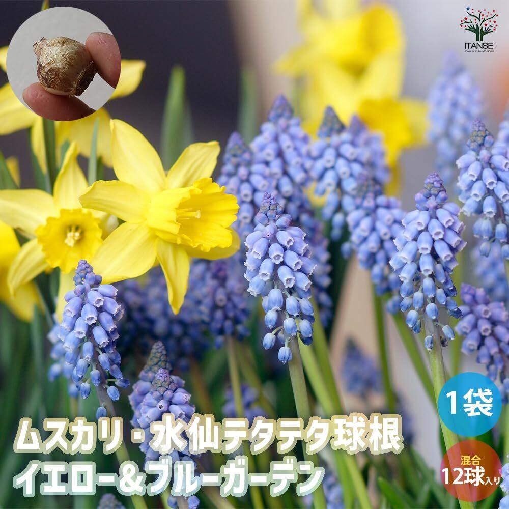 イエロー＆ブルーガーデン 混合12球セット【品種で選べる花球根/セット
