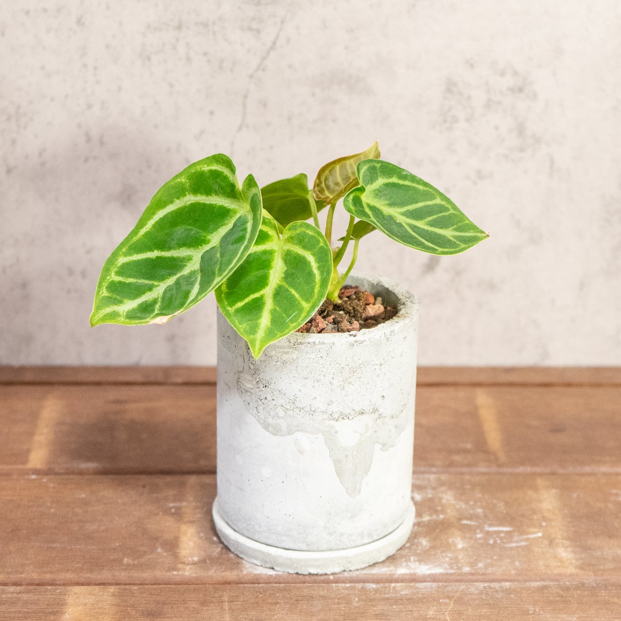 アンスリウム・ドラヤキ｜明るい葉色と立体的な葉脈が魅力の一点物【手づくりモルタル鉢】